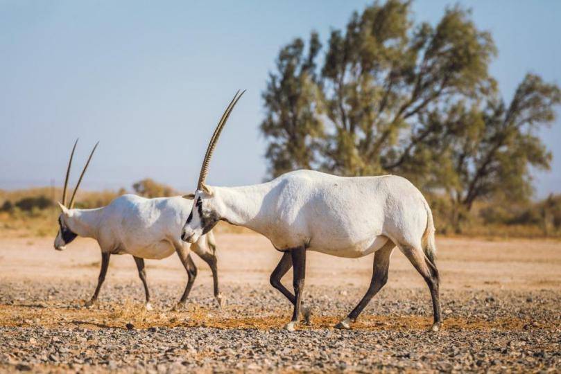 Arabische oryxen in het Shaumari Wildlife Reserve in Jordanië