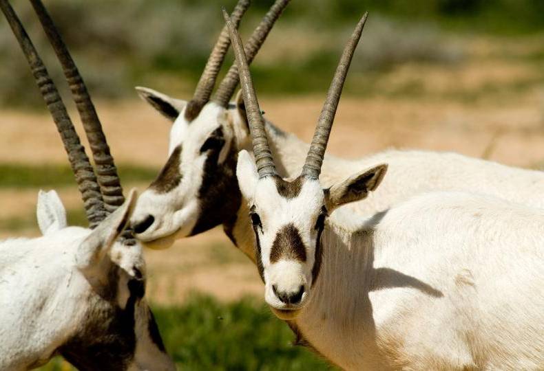Arabische oryxen in het Shaumari Wildlife Reserve in Jordanië