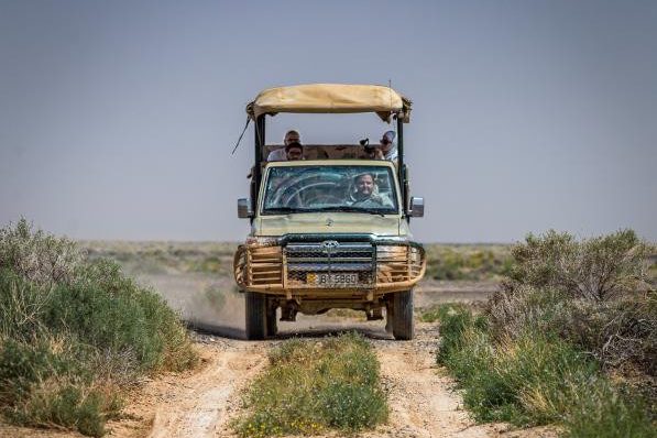 Op safari in het Shaumari Wildlife Reserve in Jordanië