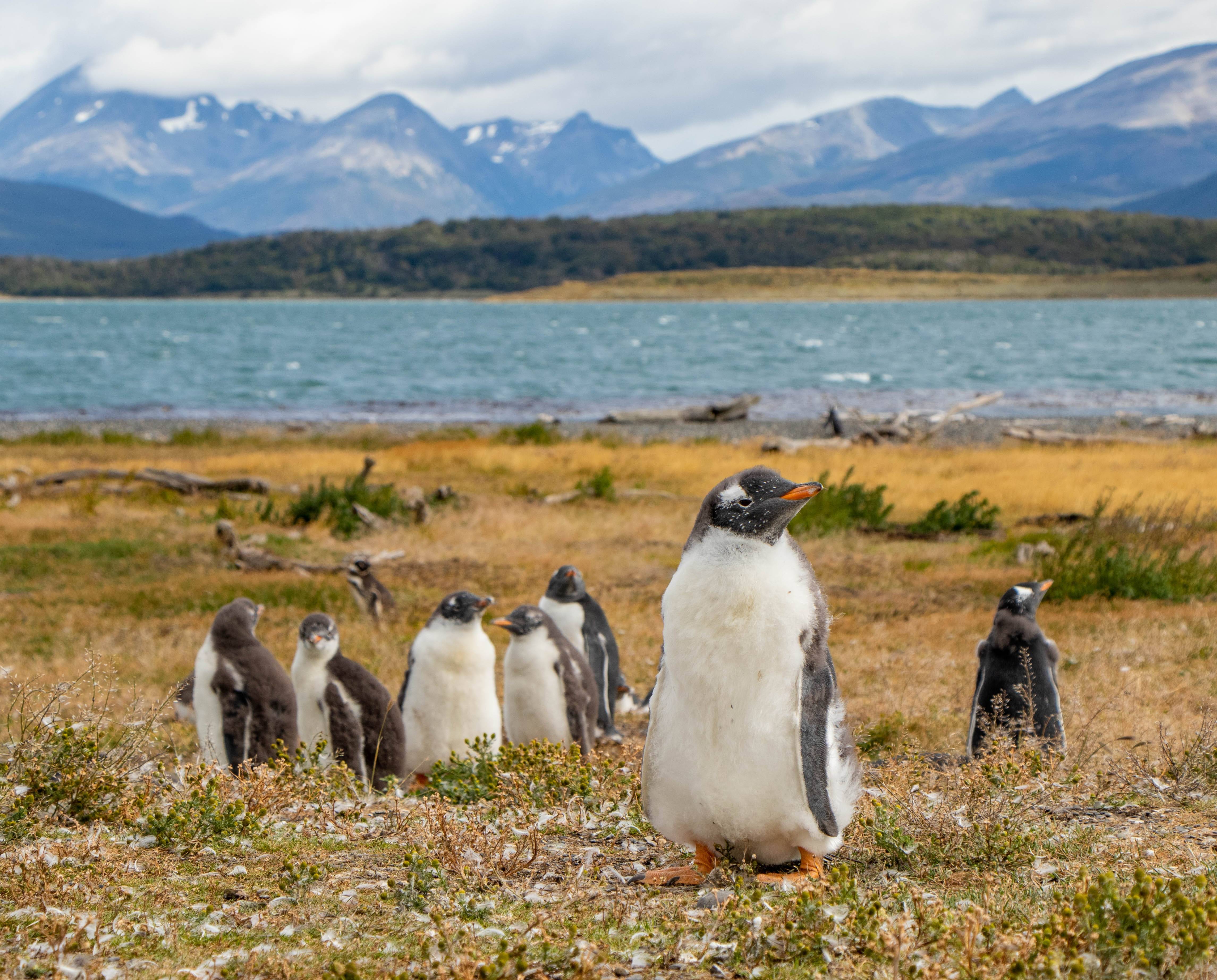 Ushuaia Pinguins