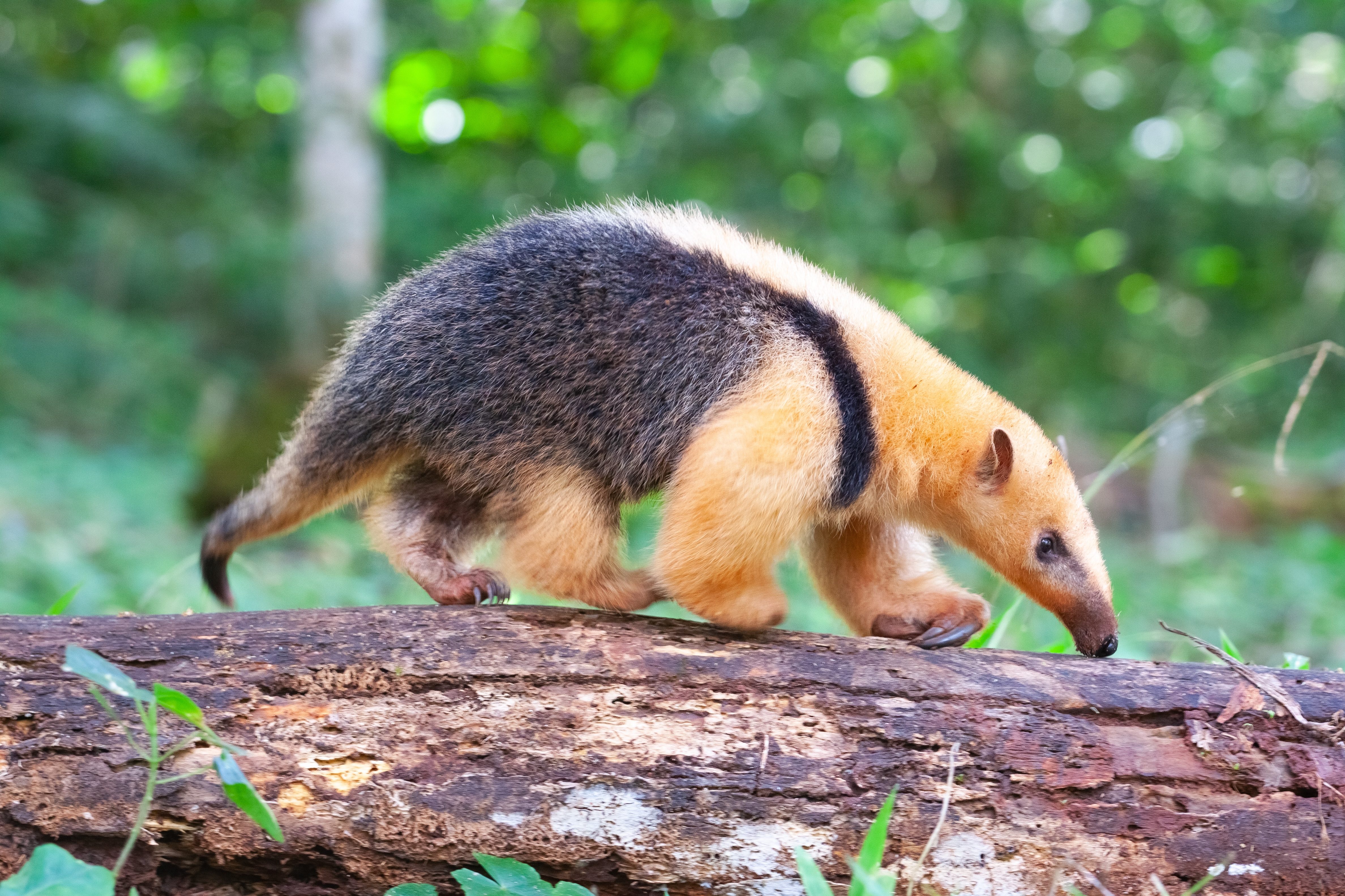 Miereneter in Iguazu Argentinië