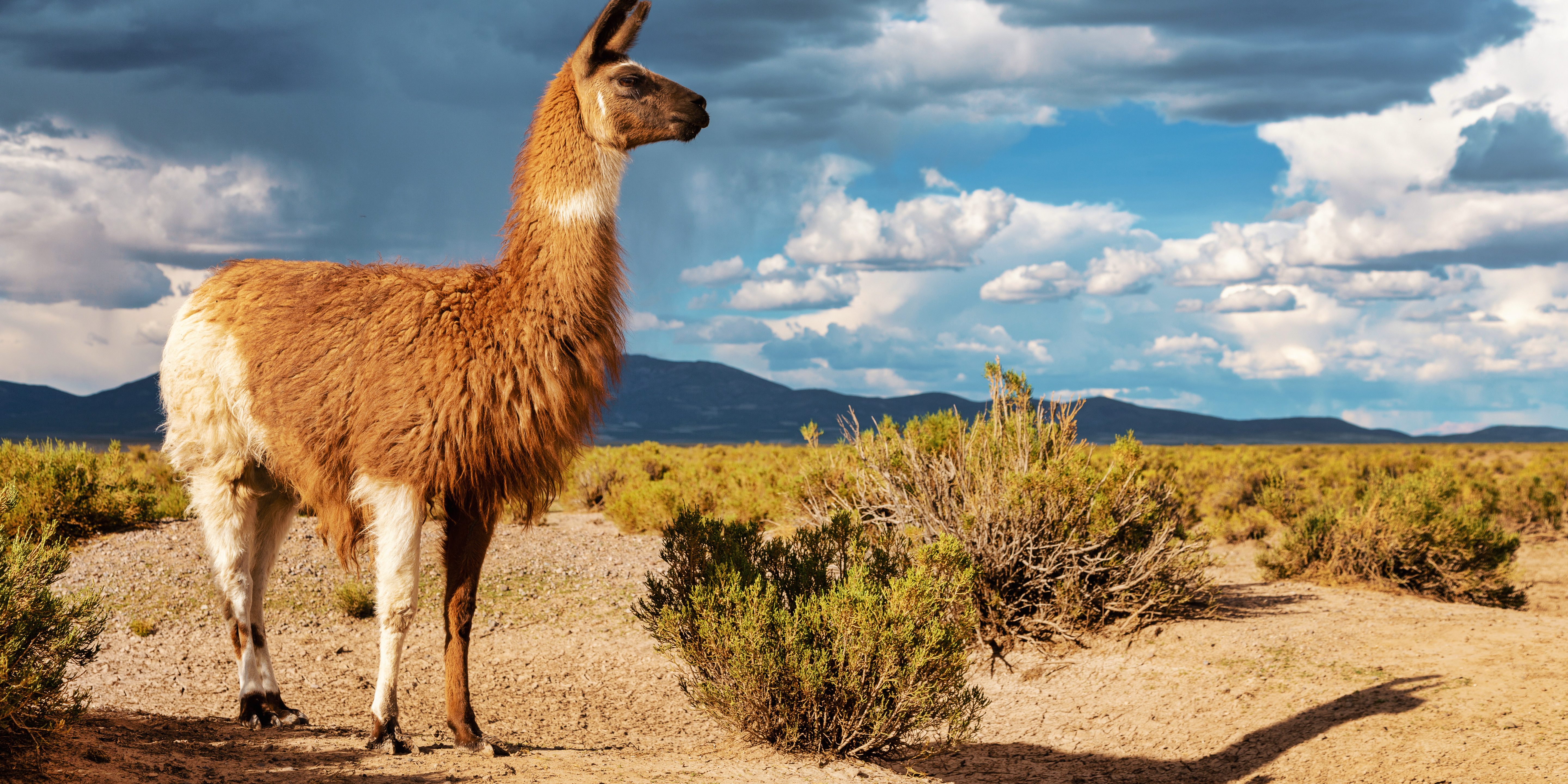 Lama in Argentinië