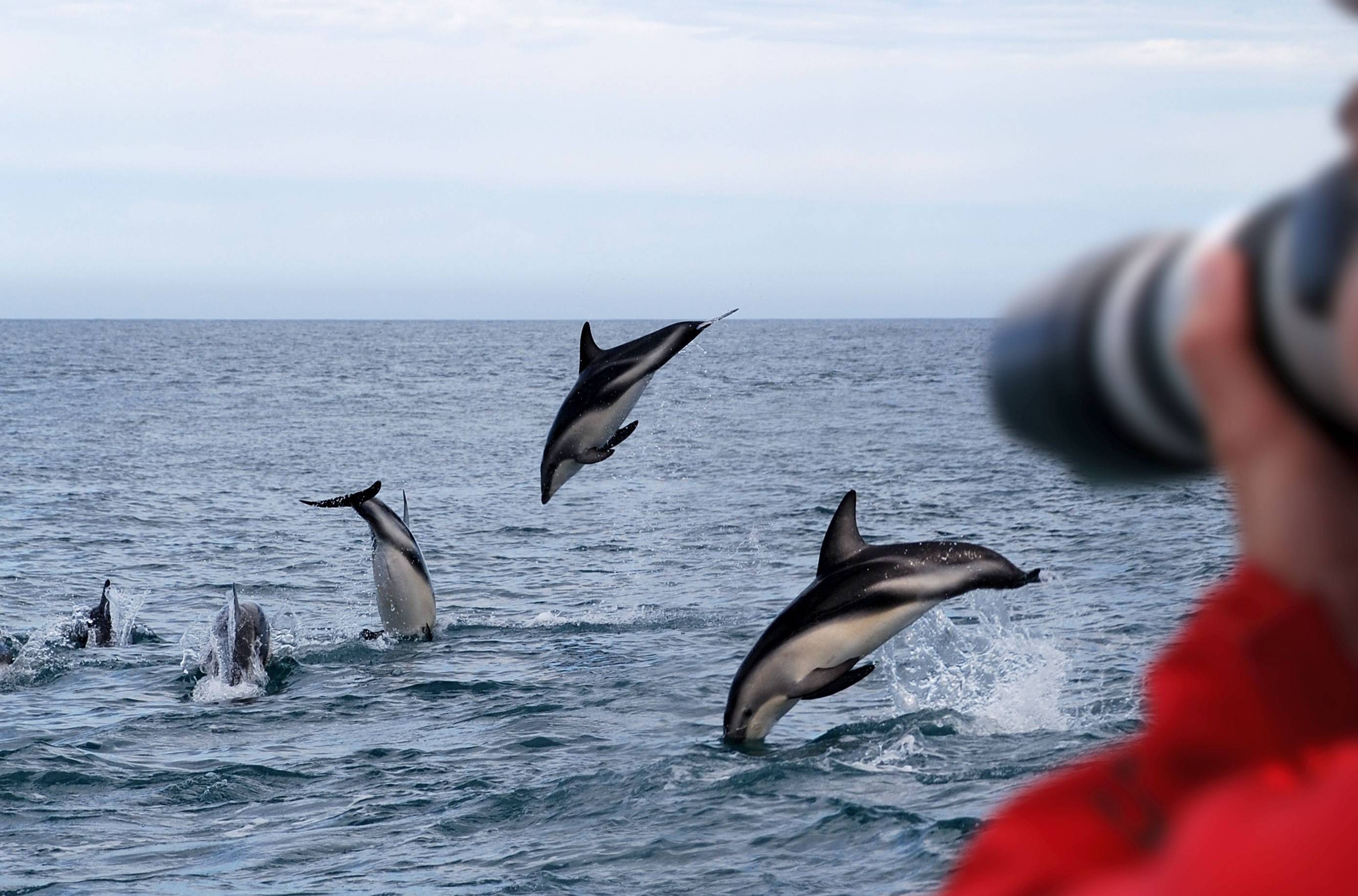 Dusky dolfijnen in Kaikoura Nieuw-Zeeland