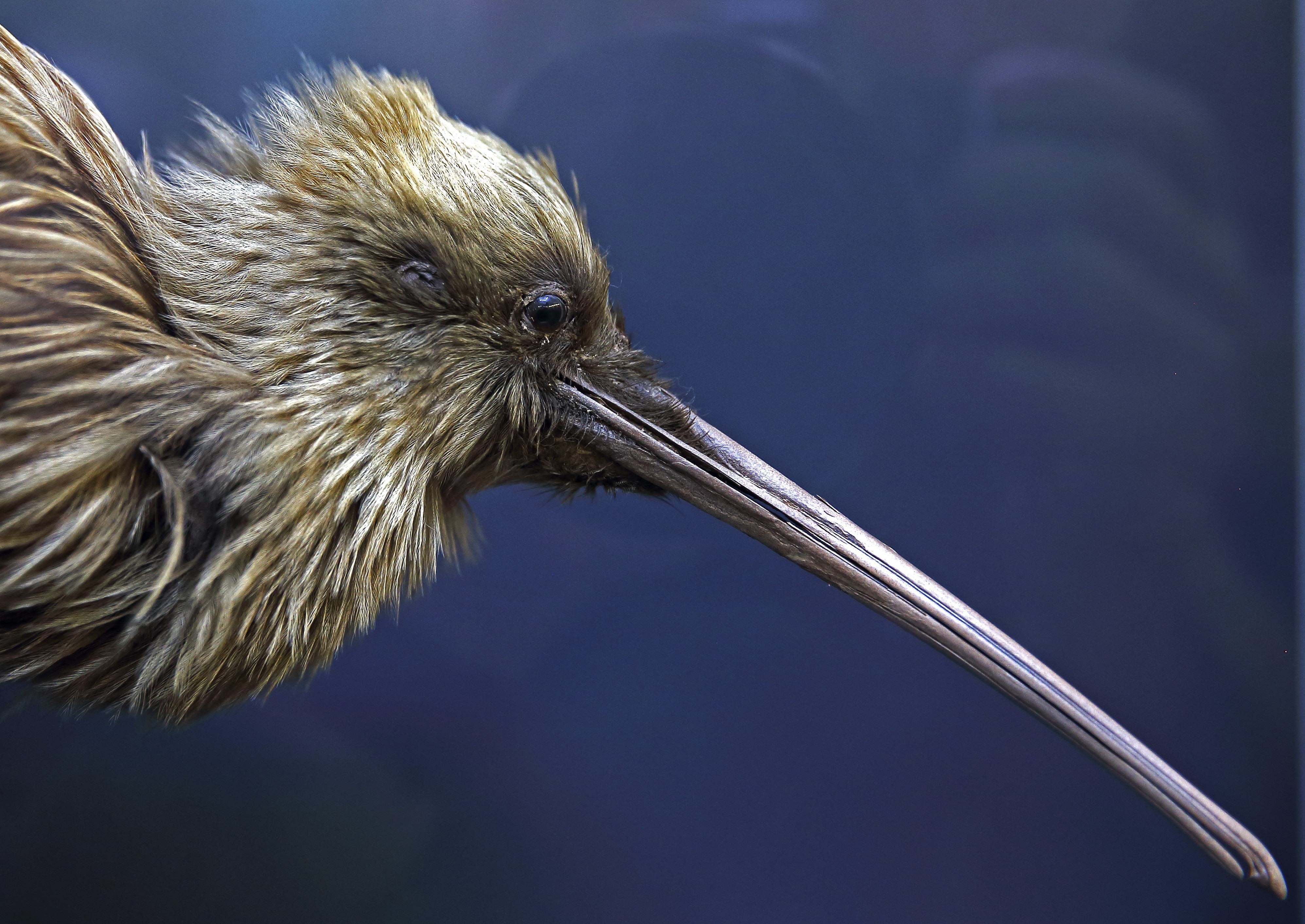 Kiwi vogel Nieuw Zeeland