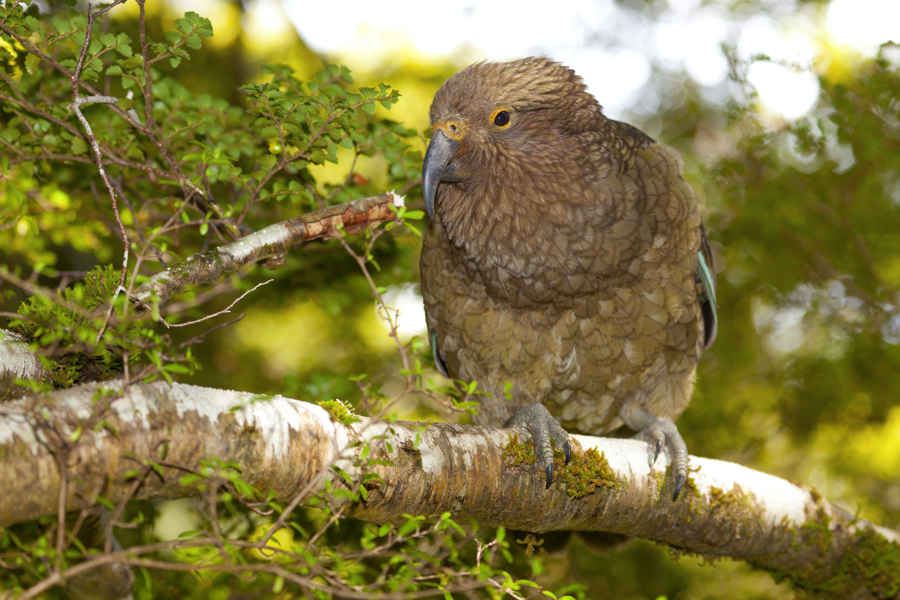 Kea papegaai Nieuw Zeeland