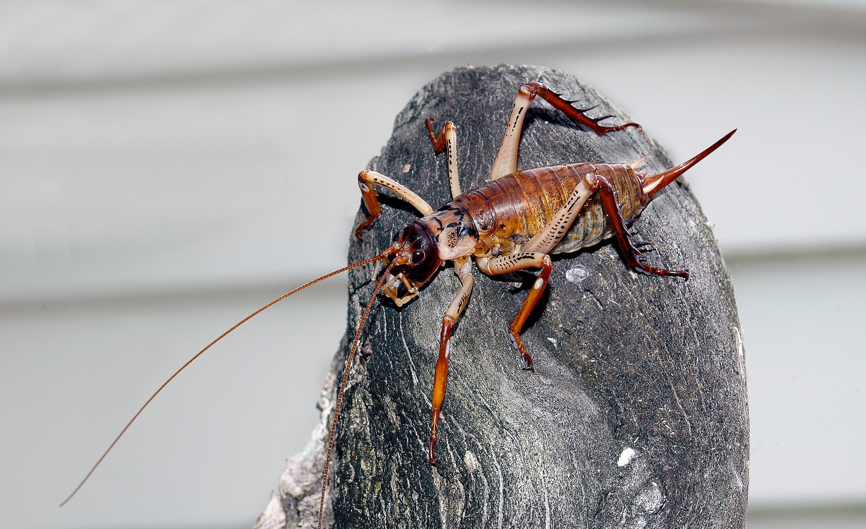 Weta Nieuw Zeeland