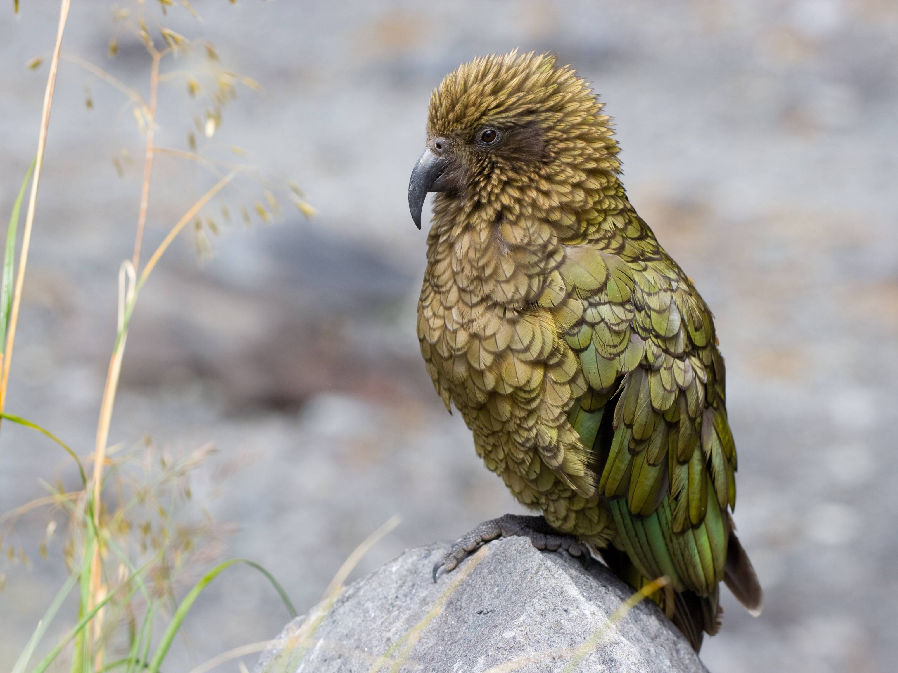 Dieren in Nieuw Zeeland