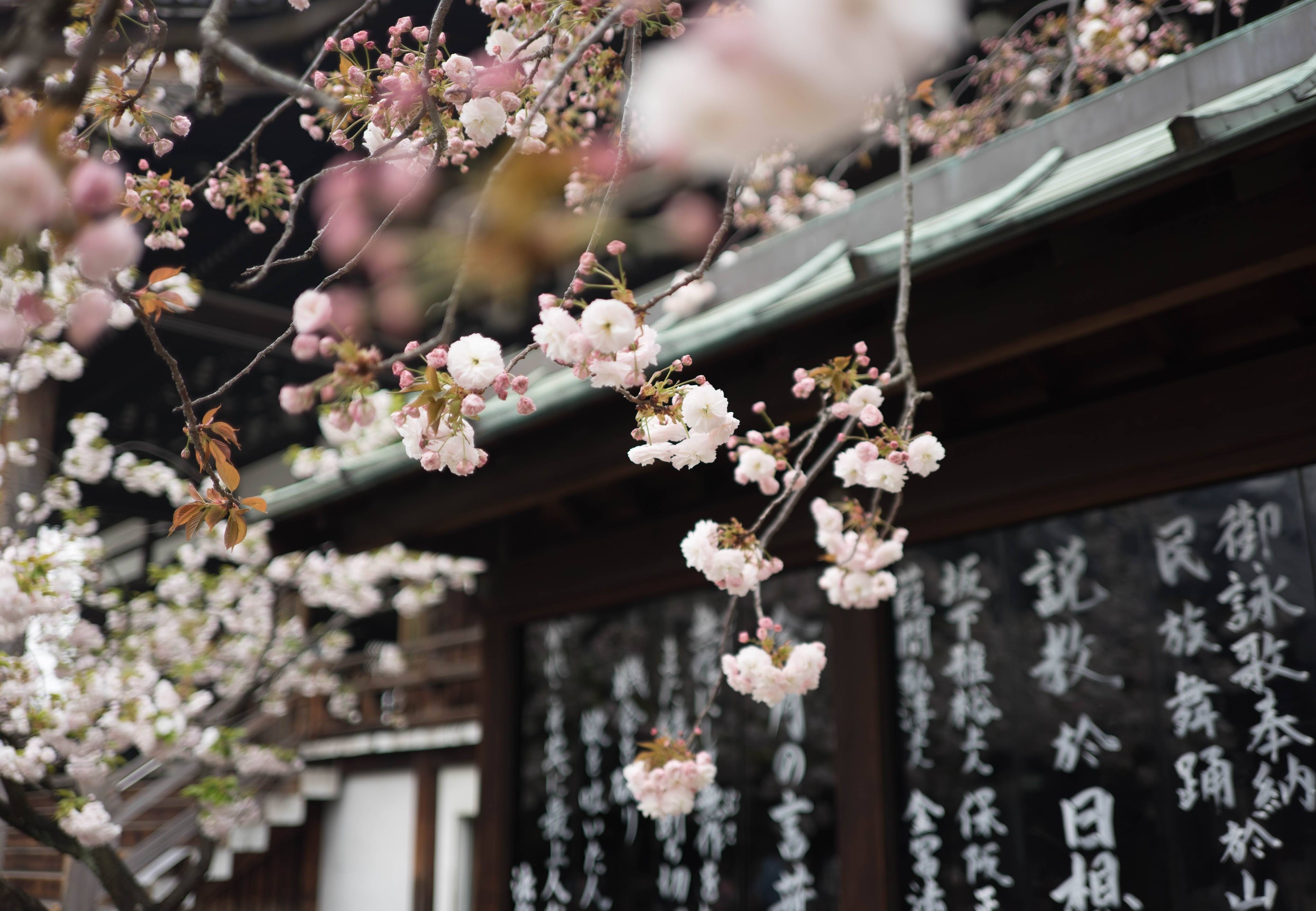 Kersenbloesem Sakura Japan