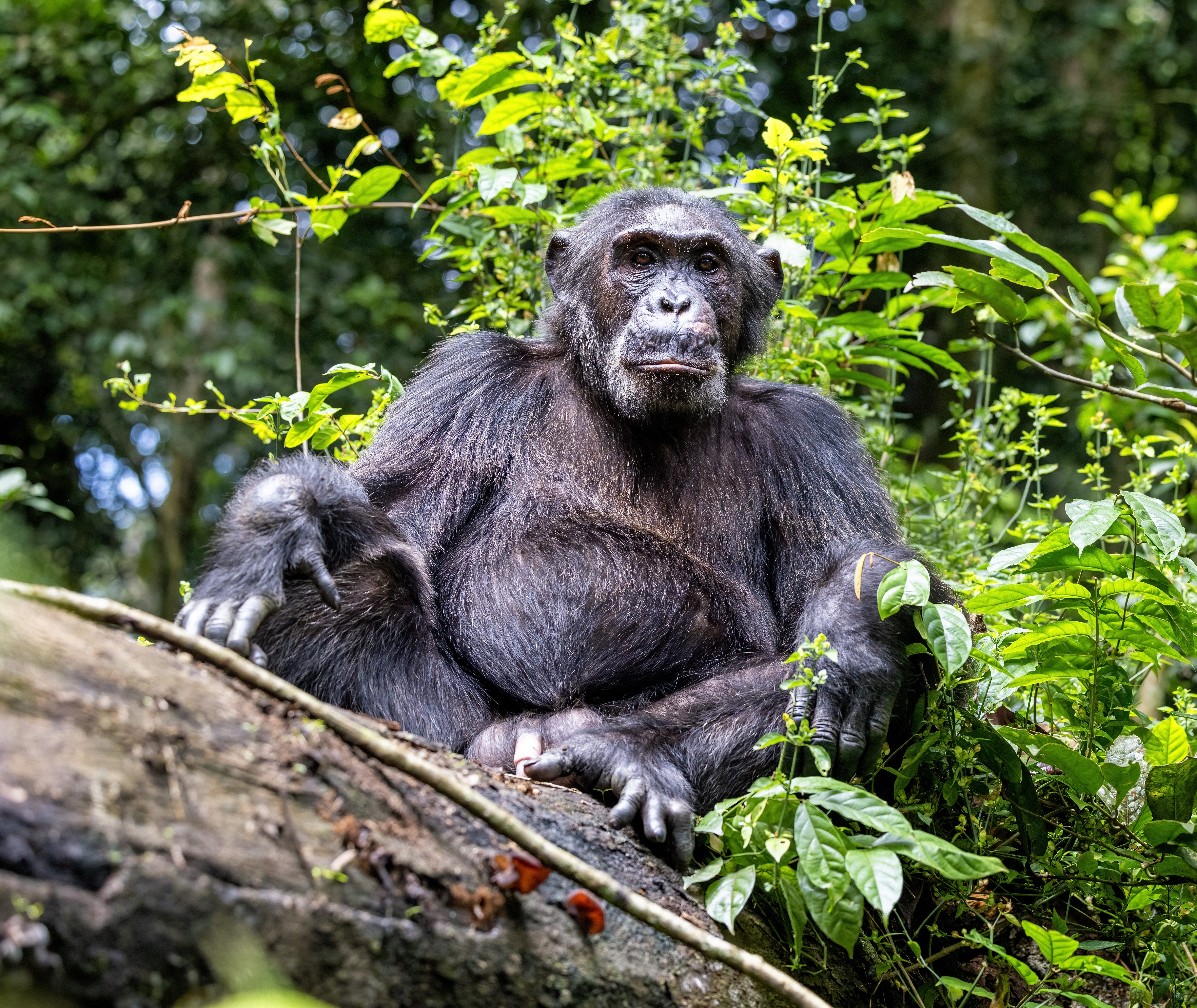 Kibale National Park