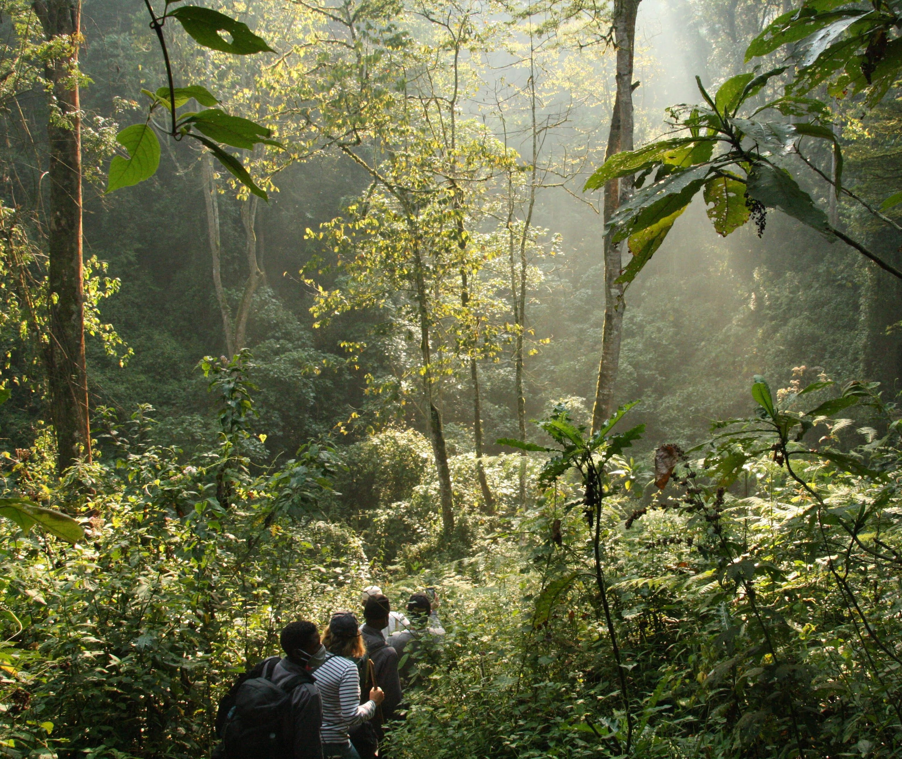 Bwindi forest national park