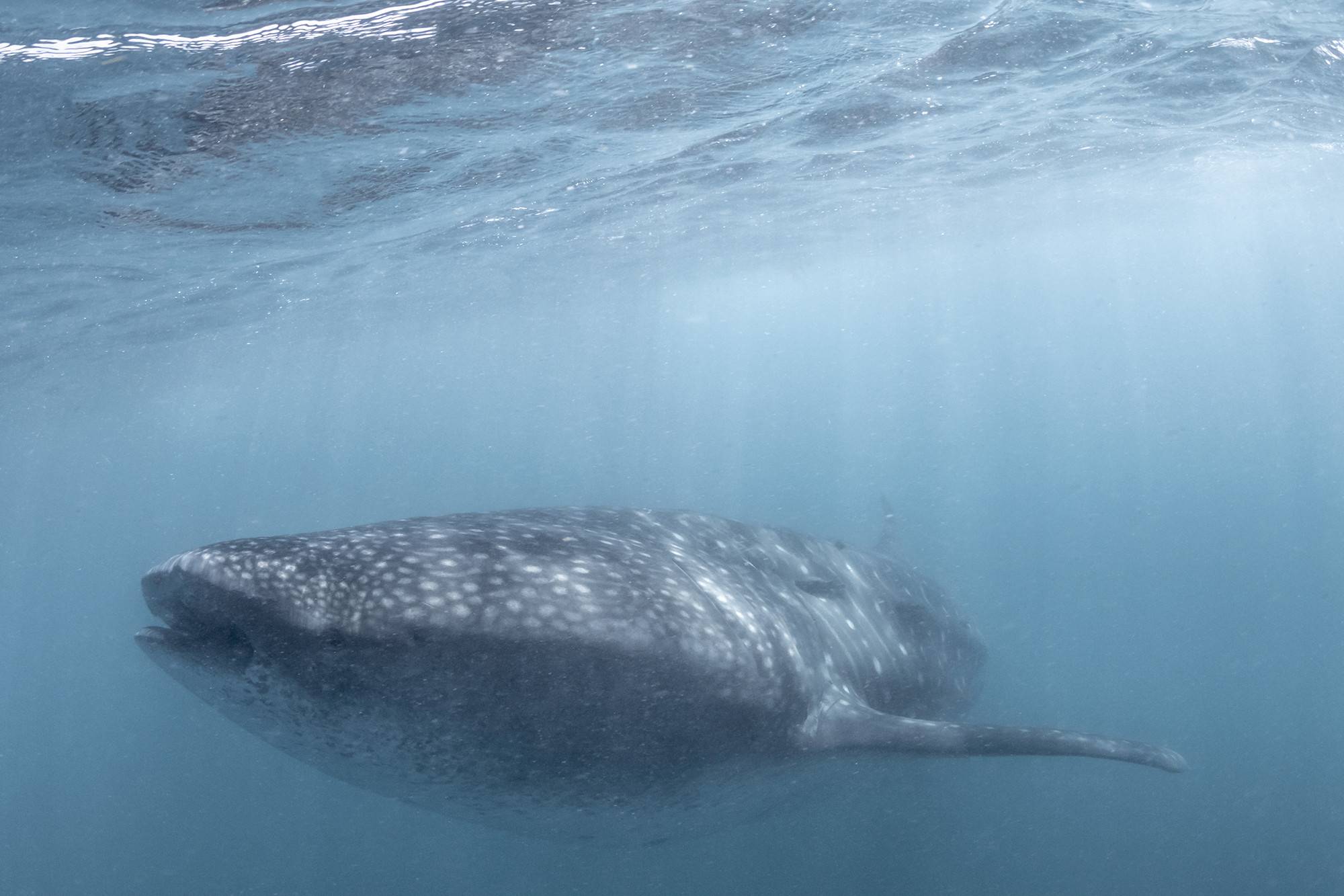 Snorkelen met walvishaaien in Baja California, Mexico