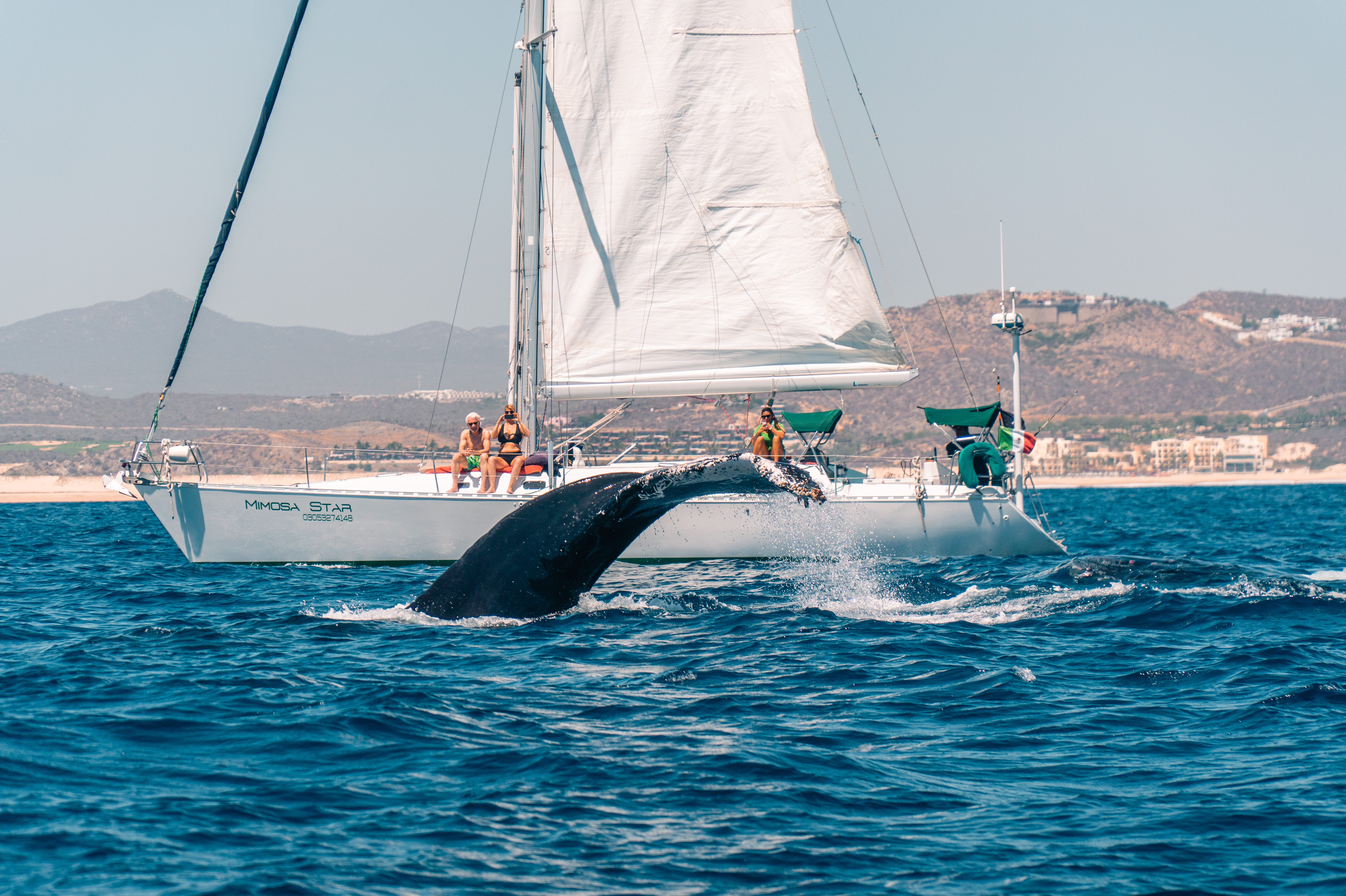 Een walvis gespot bij Cabo San Lucas, Mexico