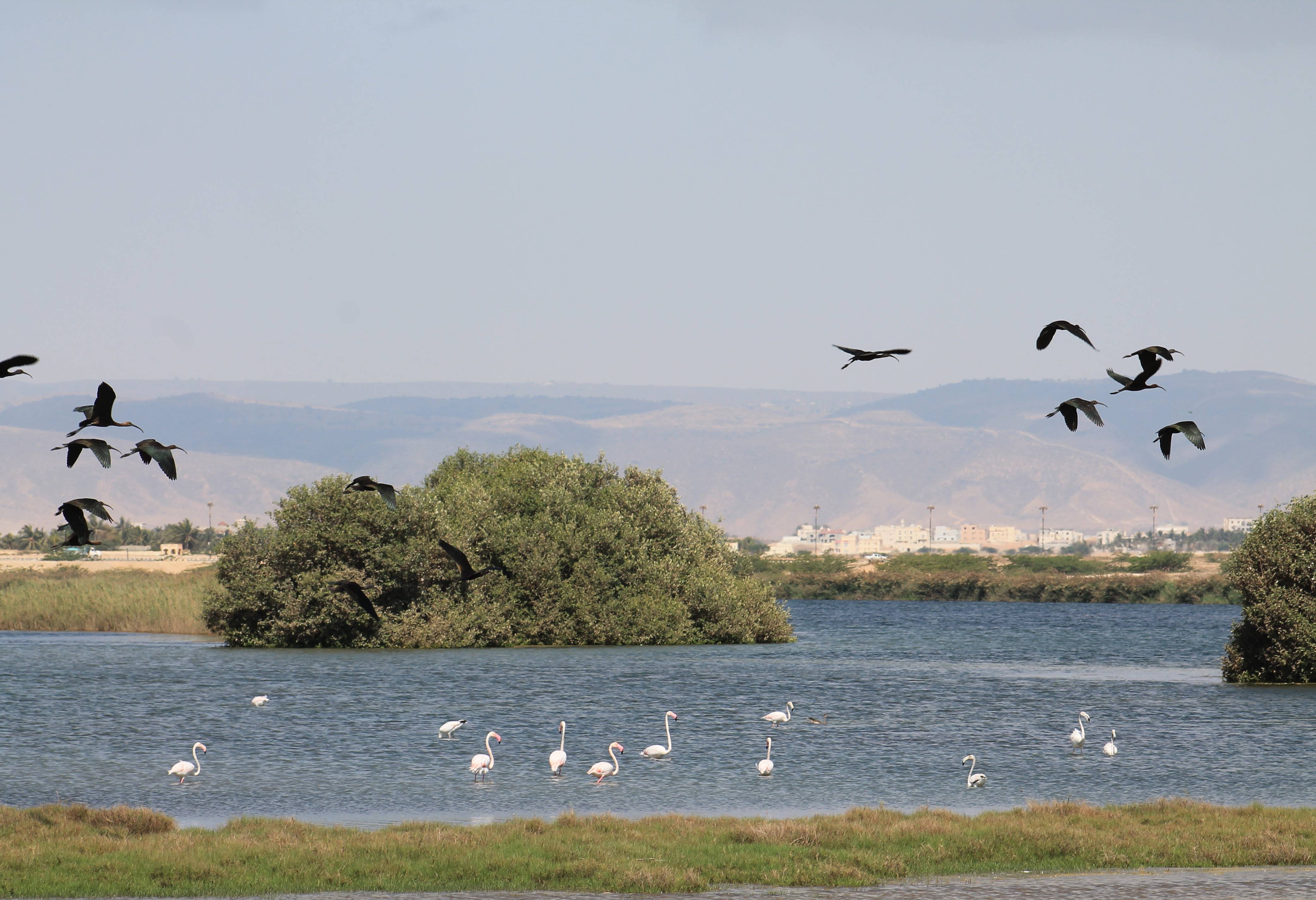 oman-dhofar-salalah-khor-rouri-flamingos-vogels