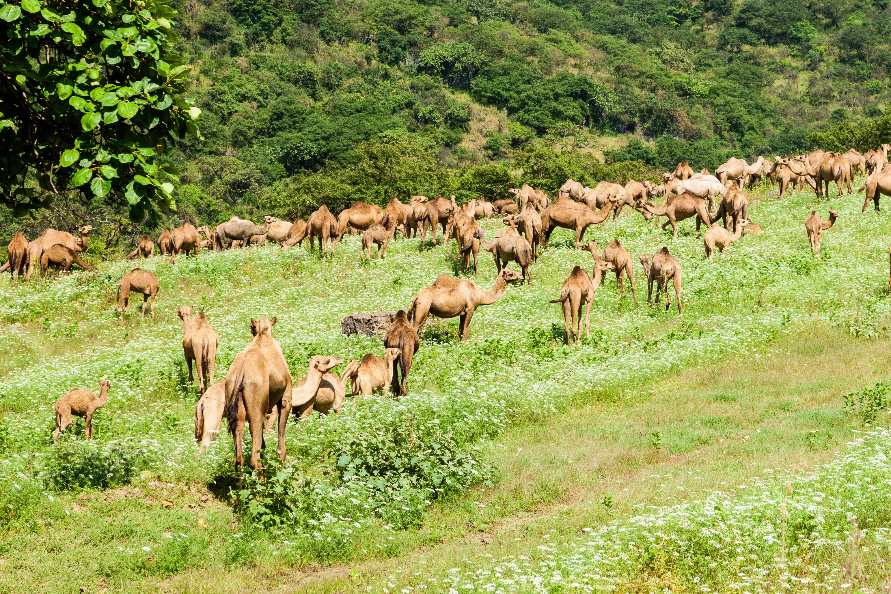 oman-dhofar-salalah-kamelen
