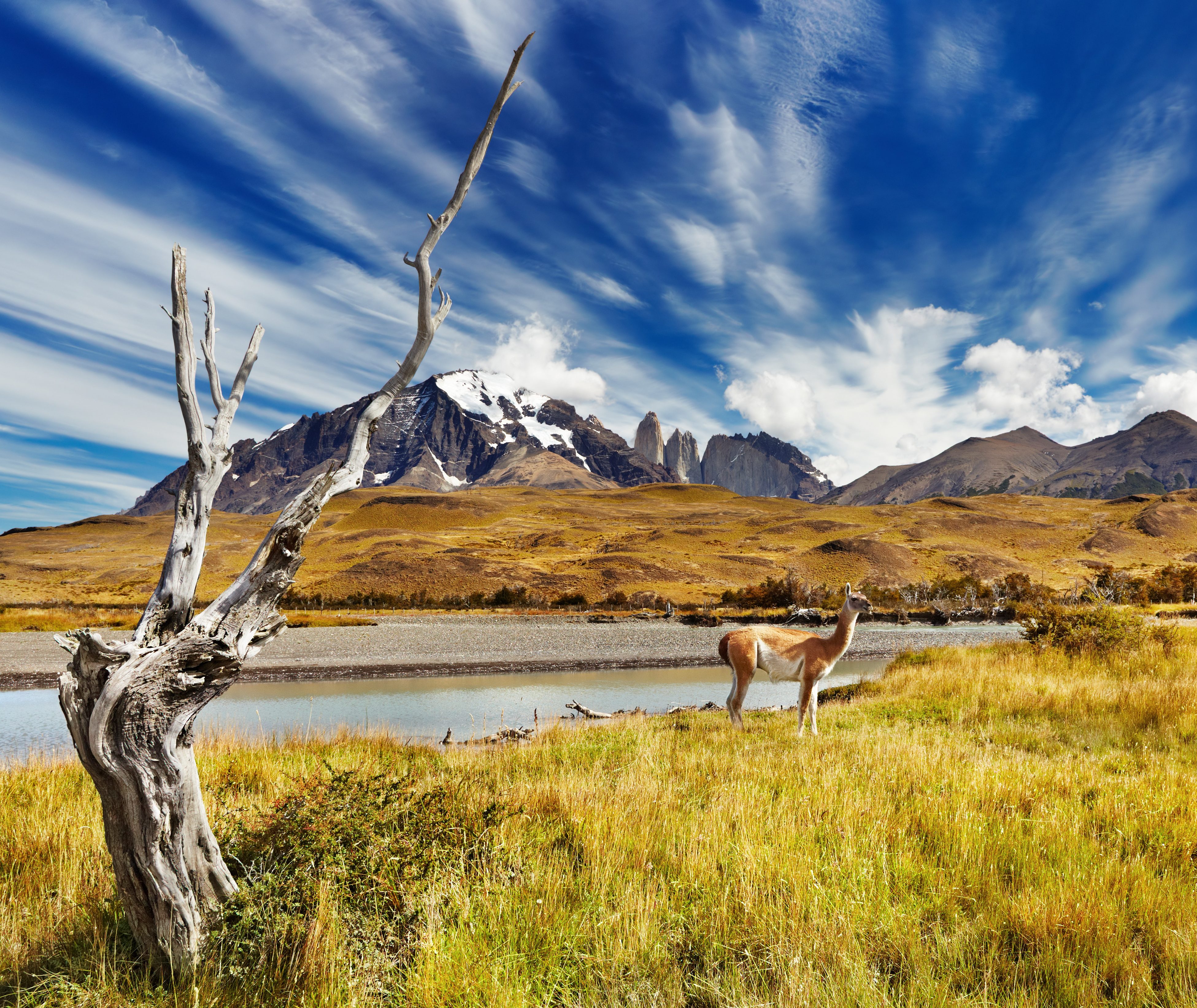 Een guanaco graast in het gras in Torres del Paine, Chili