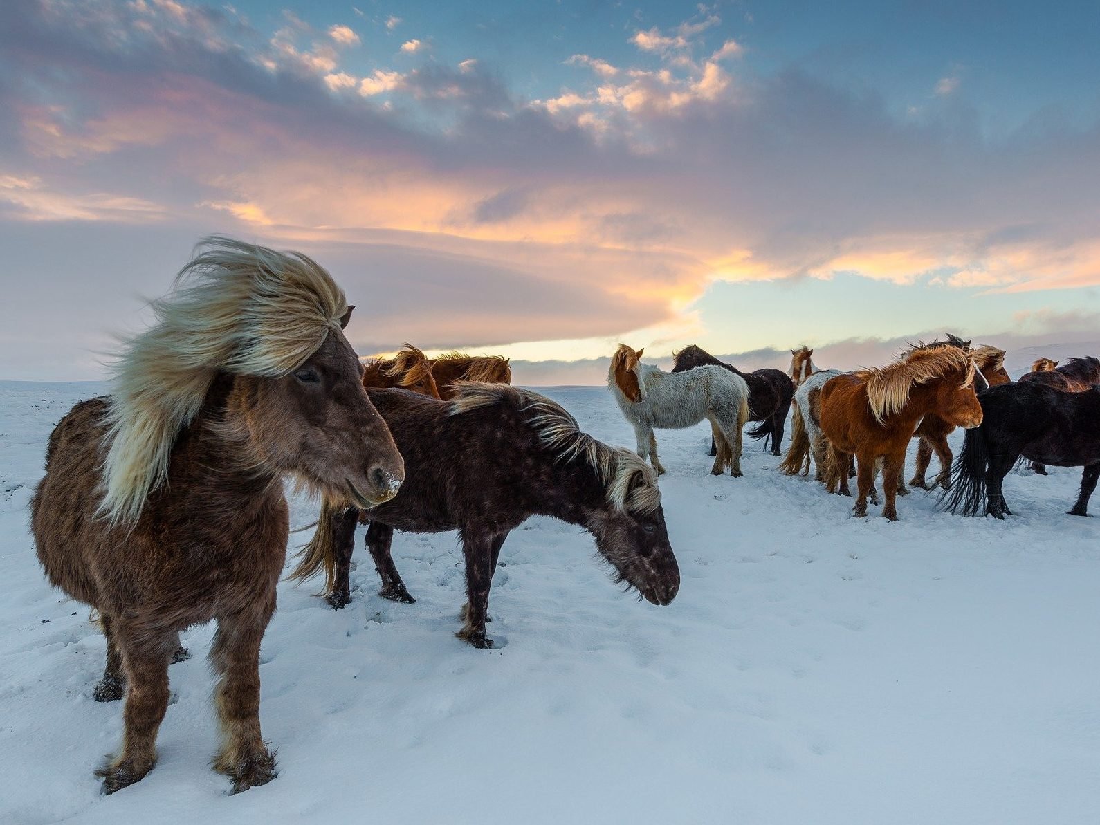 IJslandse paarden staan in de sneeuw