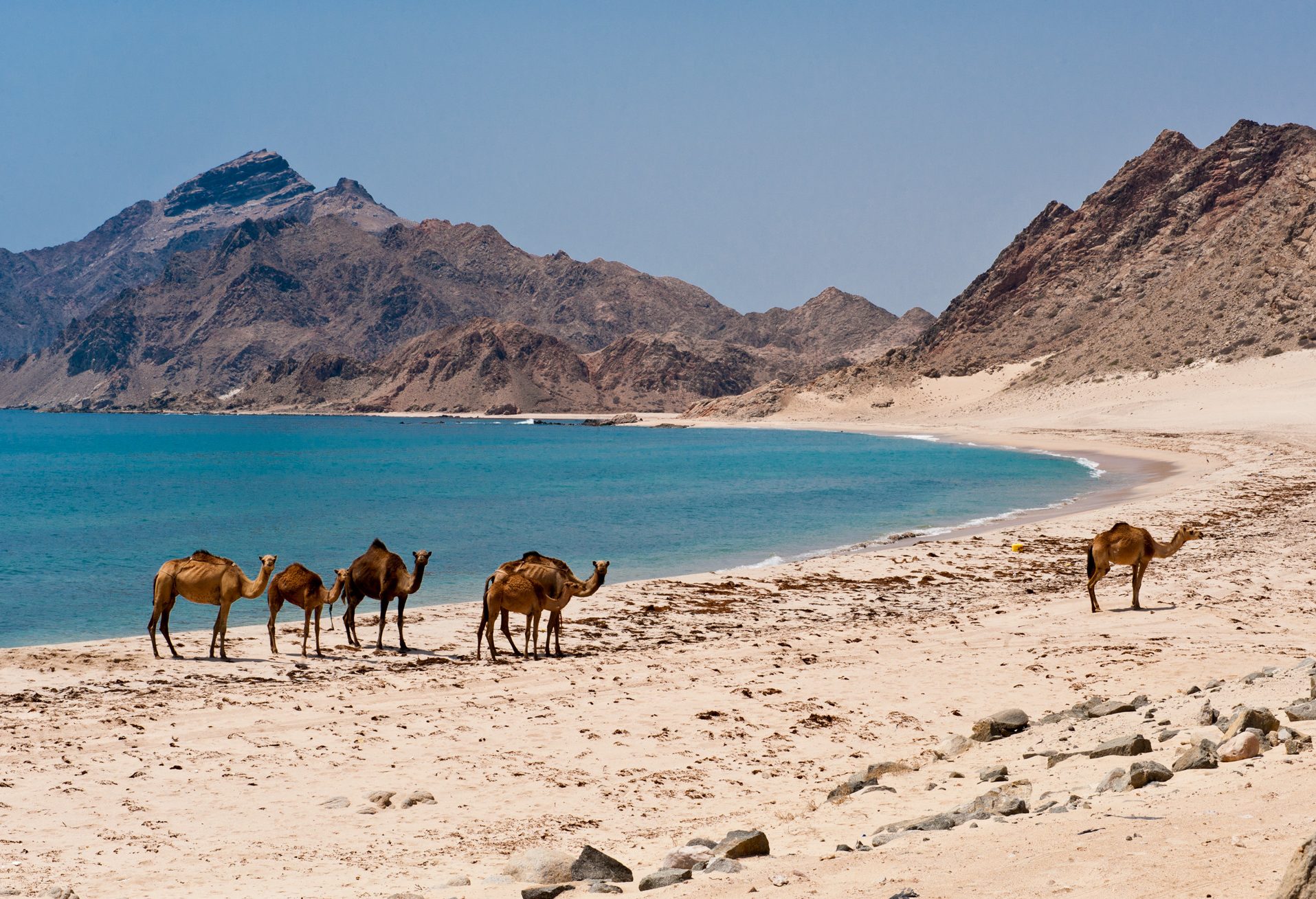 Kamelen op het strand bij Salalah in Oman