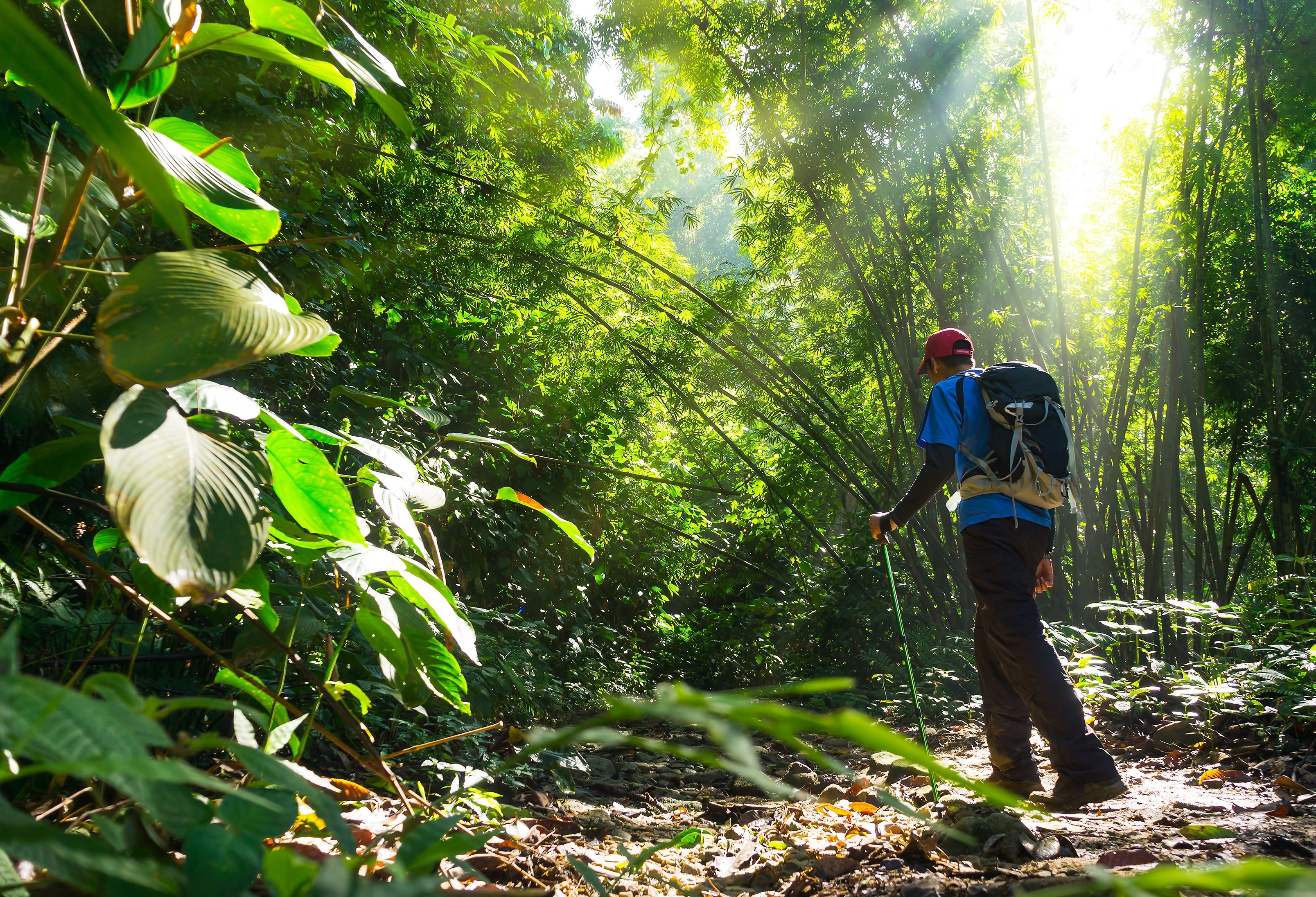 Wandelaar in de jungle van Ulu Muda in West-Maleisië