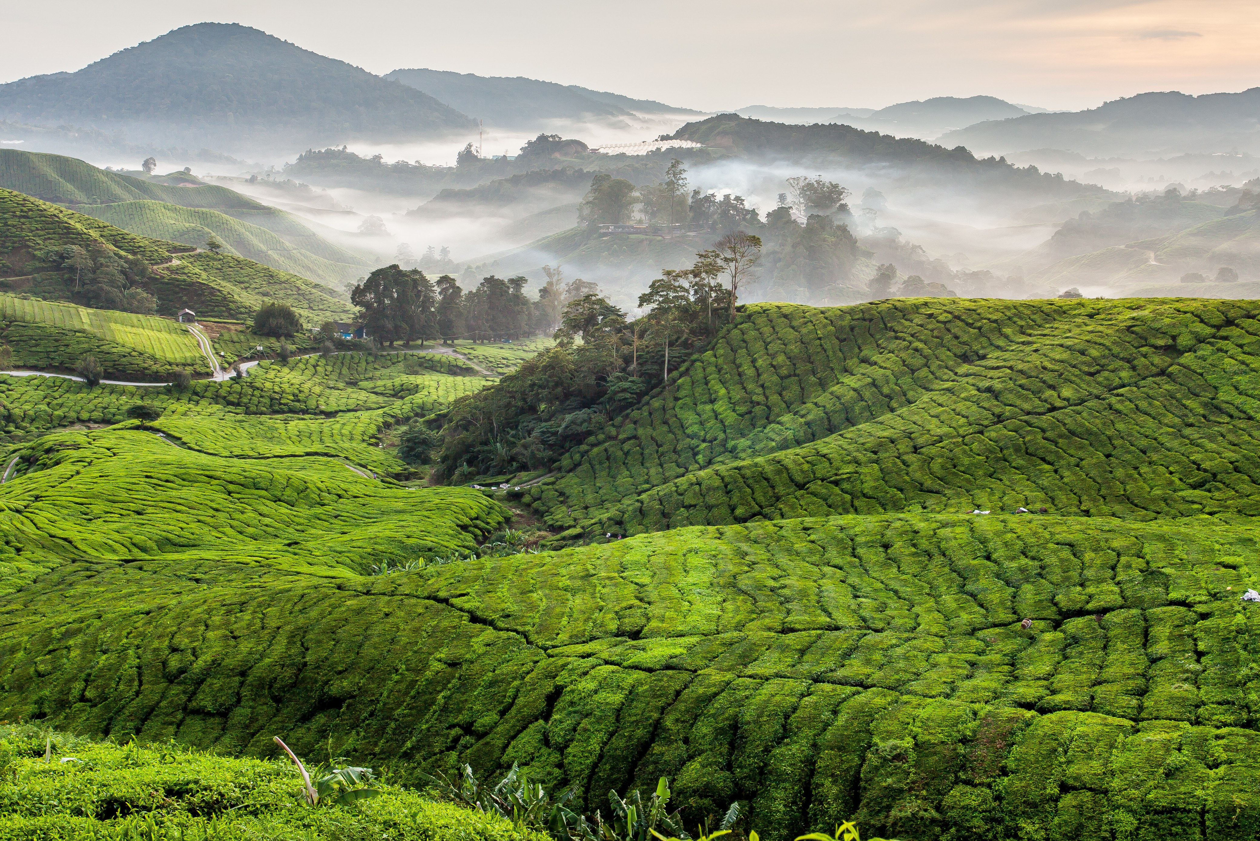 Glooiende theeheuvels van de Cameron Highlands in West-Maleisië
