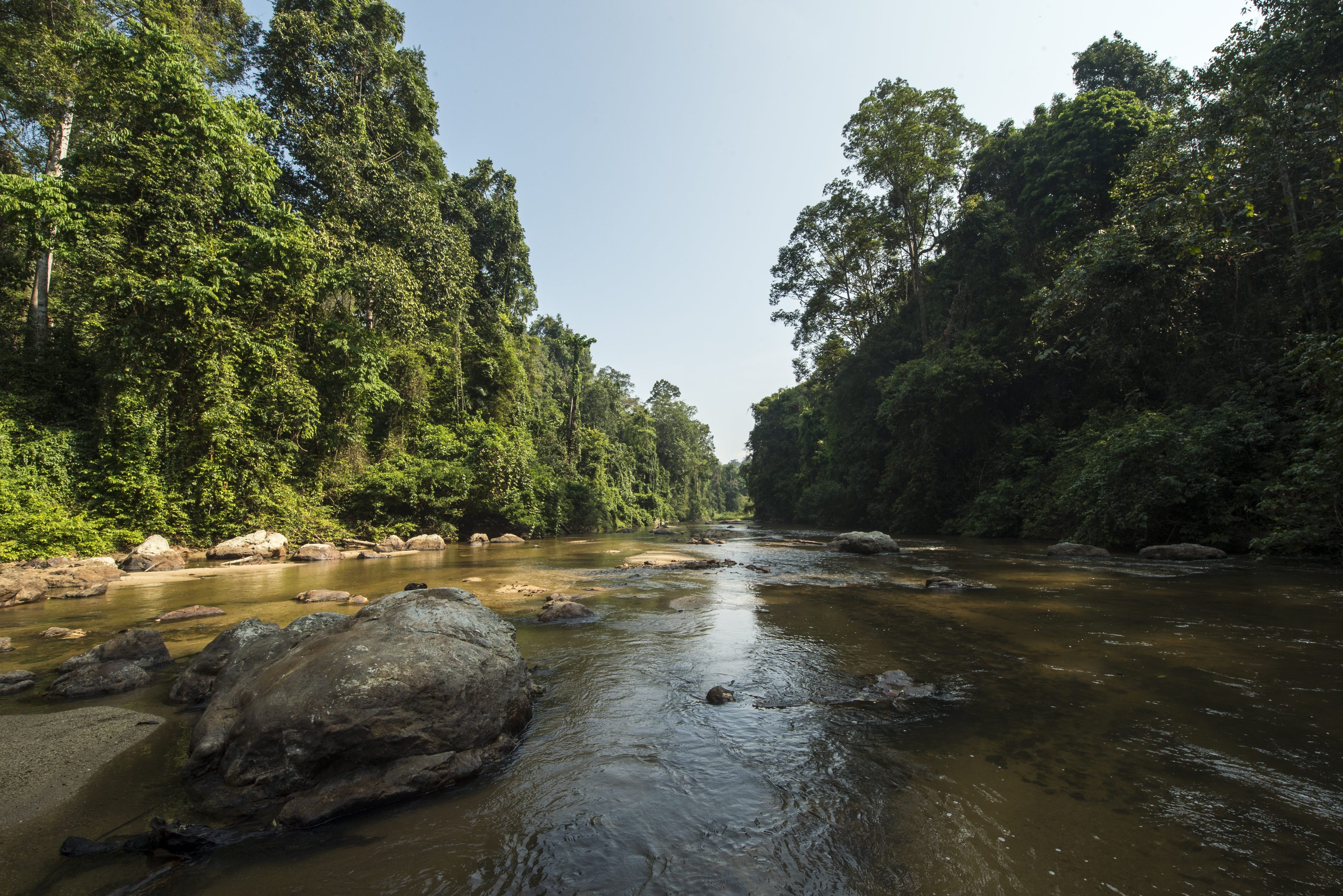 Jungle rivier bij Ulu Muda in West-Maleisië