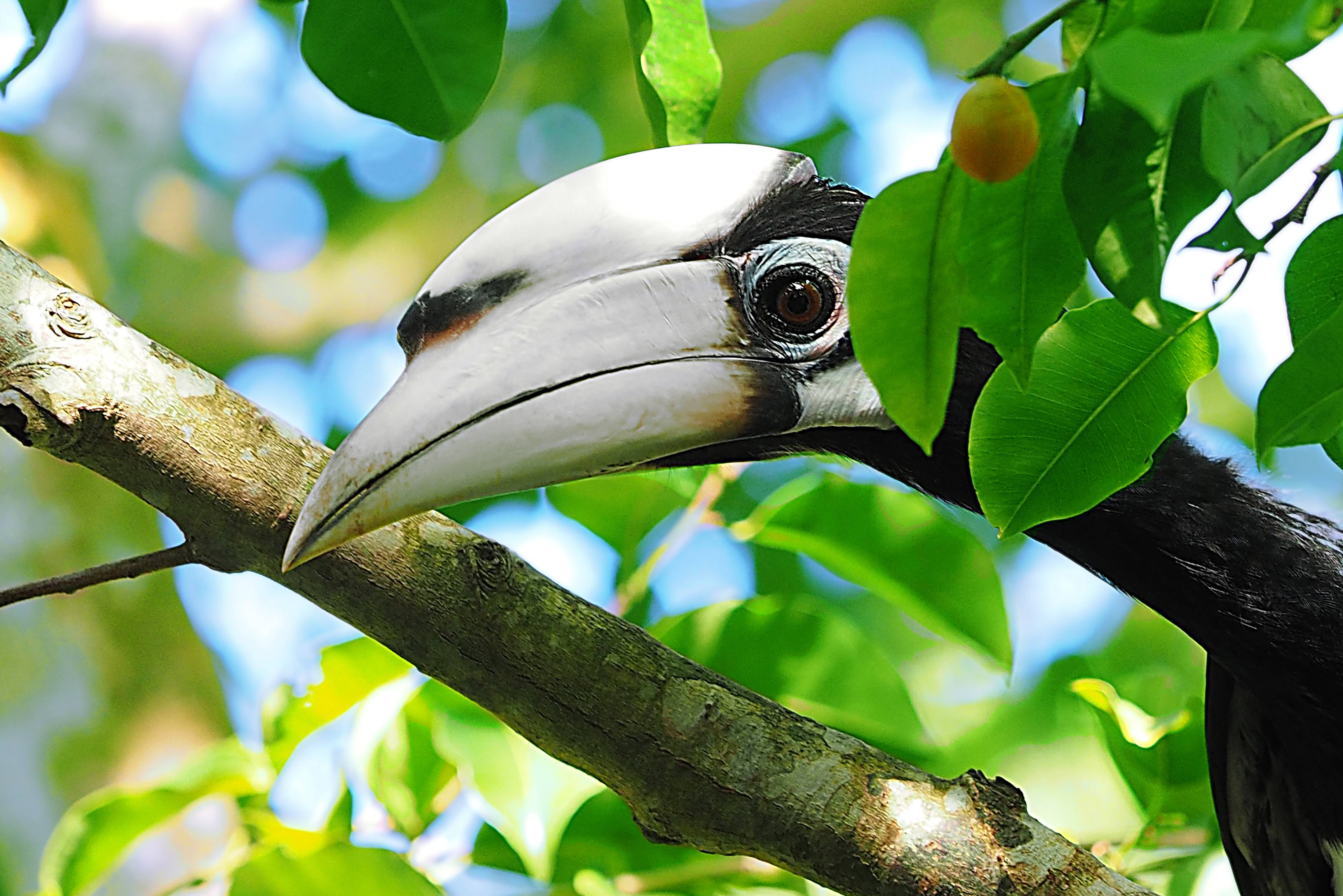 Neushoornvogel in West-Maleisië