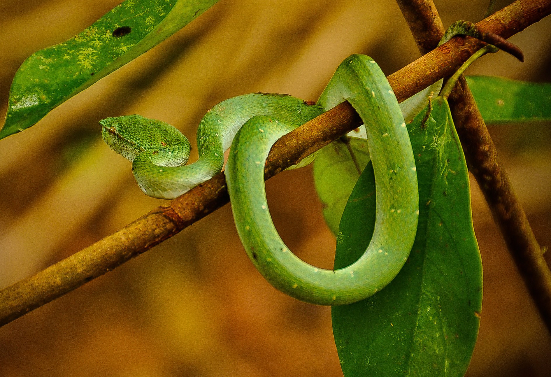 Slang in de jungle in Maleisië