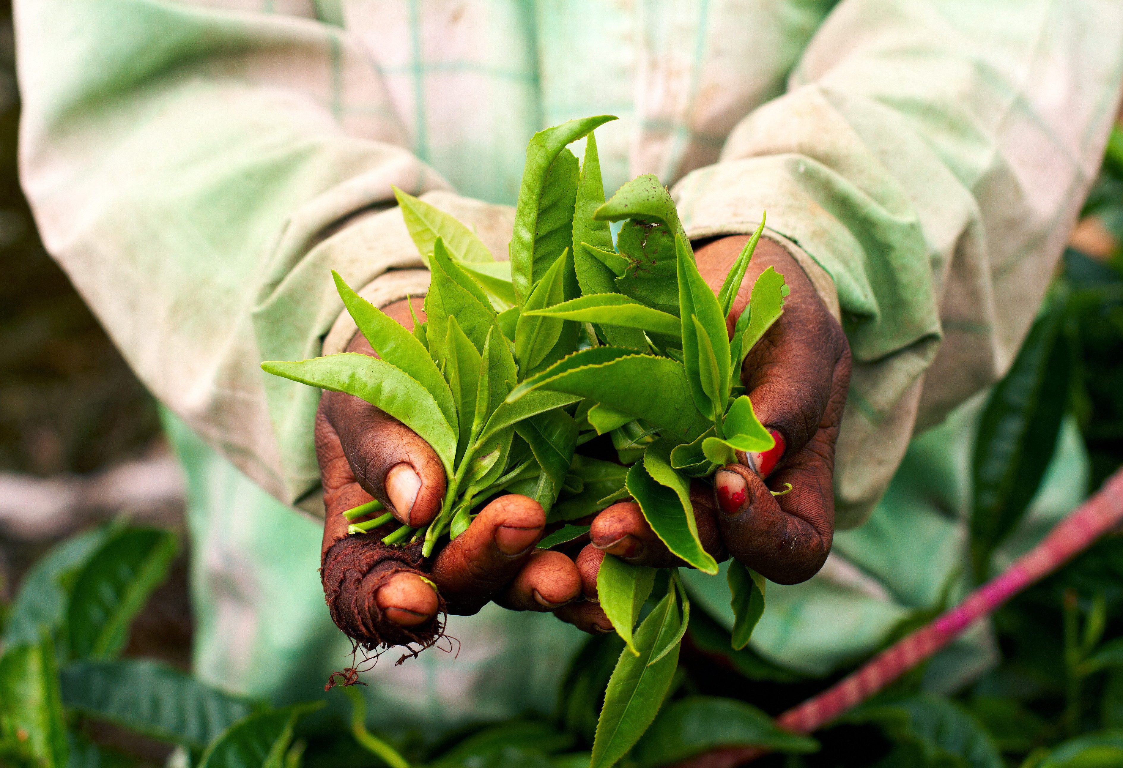 Theeplukker in de Cameron Highlands in West-Maleisië