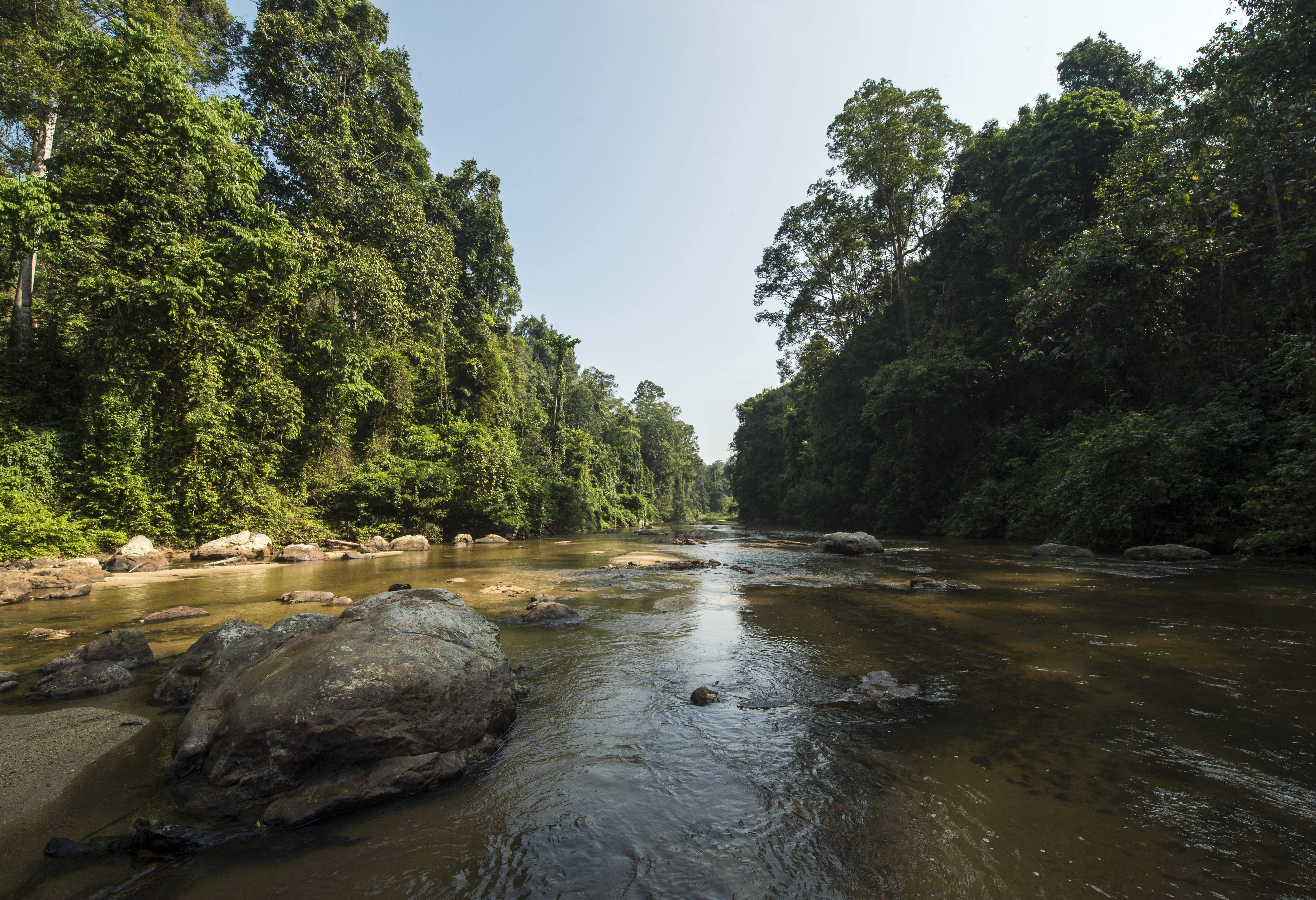 Rivier in de jungle van Ulu Muda in West-Maleisië