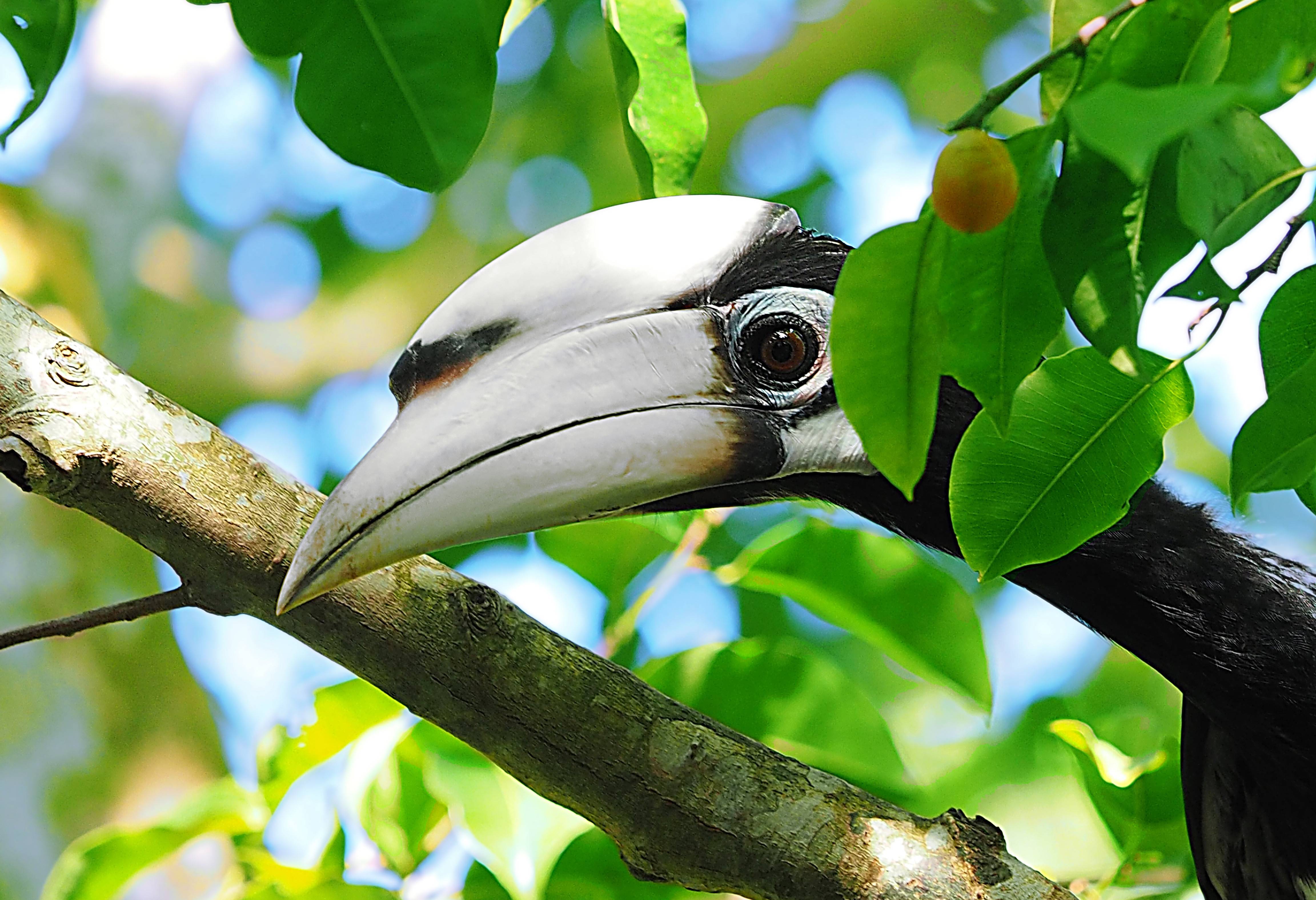 Neushoornvogel in Maleisië