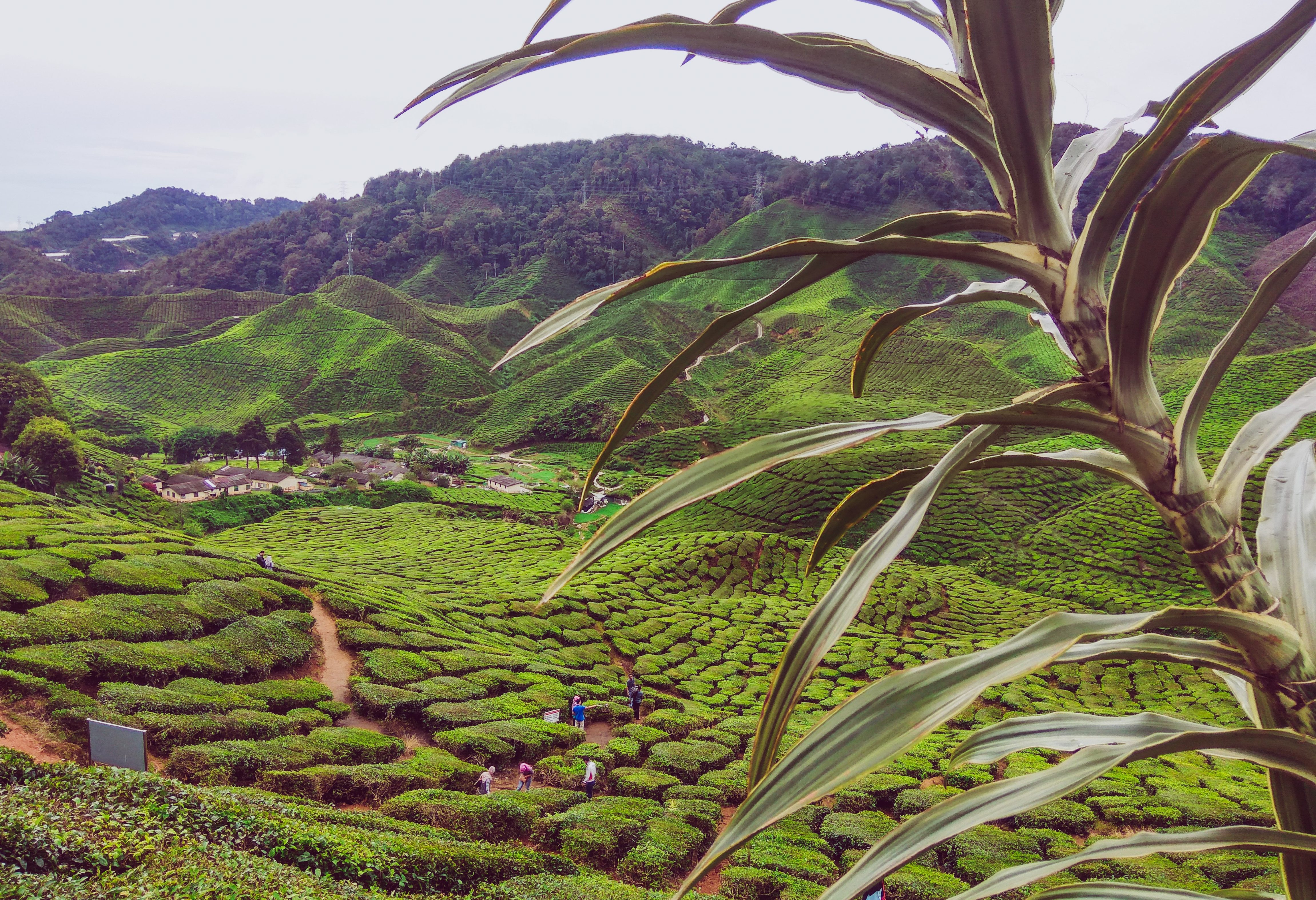 Theeheuvels van de Cameron highlands in West-Maleisië