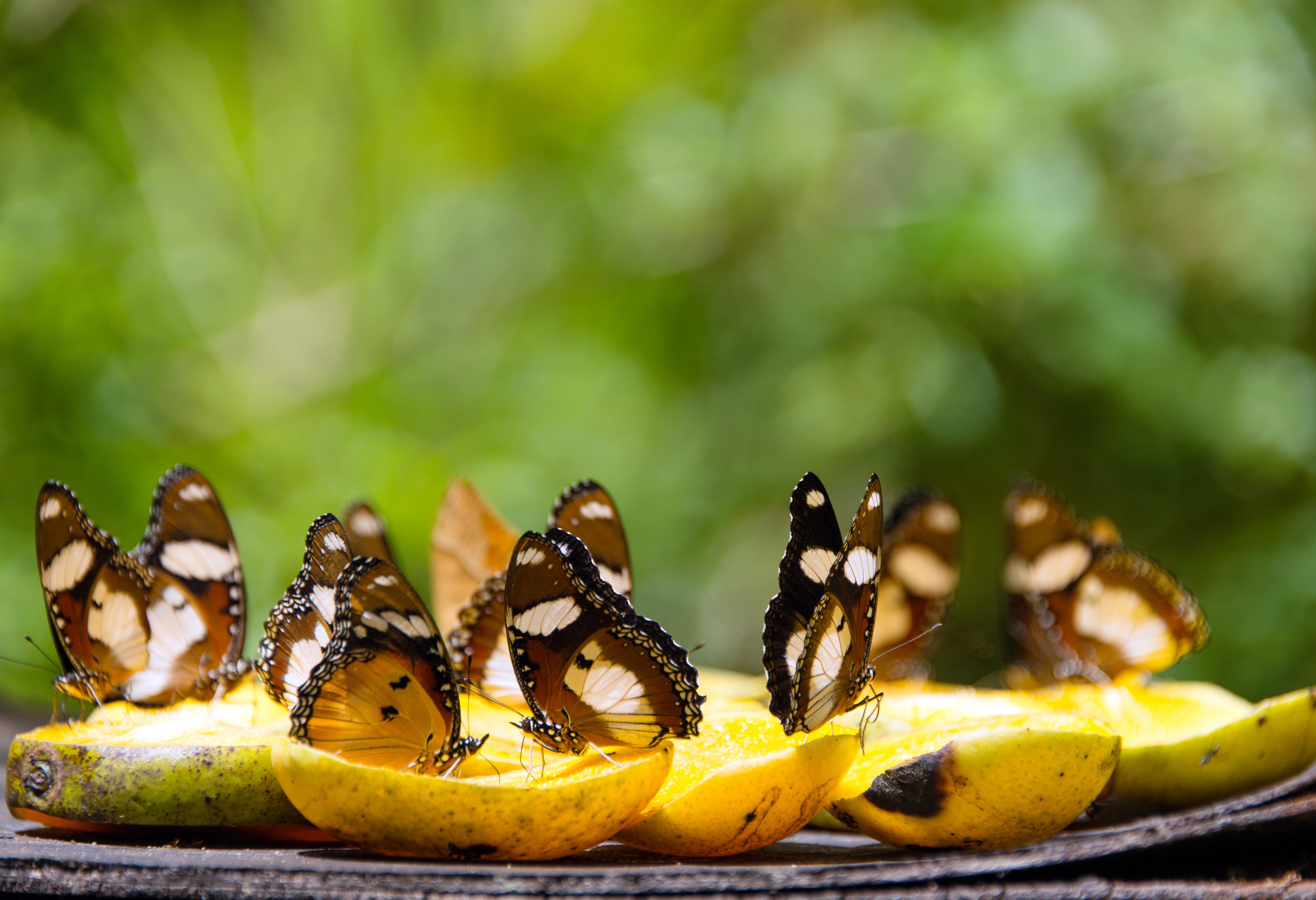 Vlindertuin bij de Lake Gardens in Kuala Lumpur in Maleisië