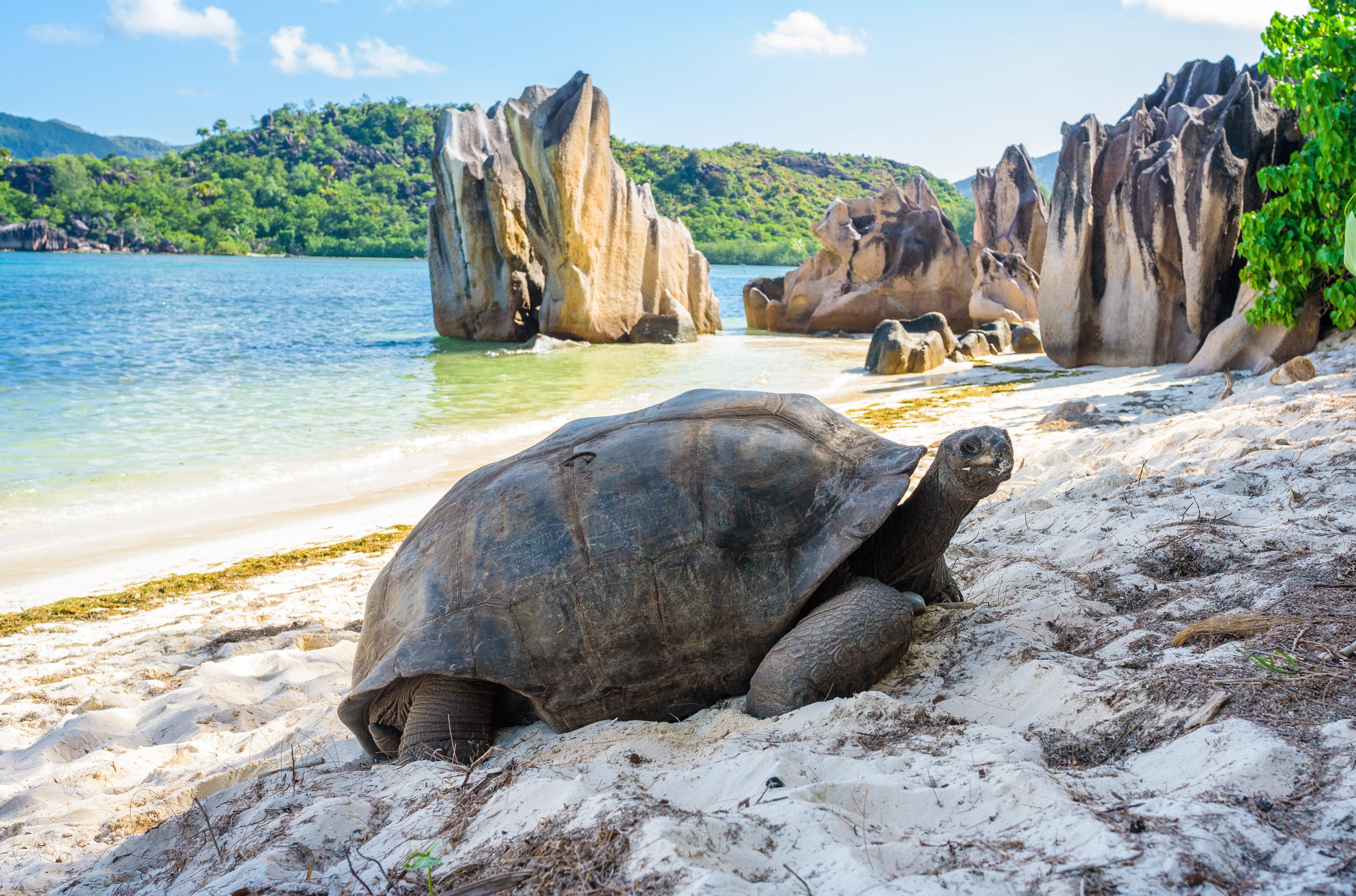 Reuzenschildpad op Curieuse Island vlakbij Praslin