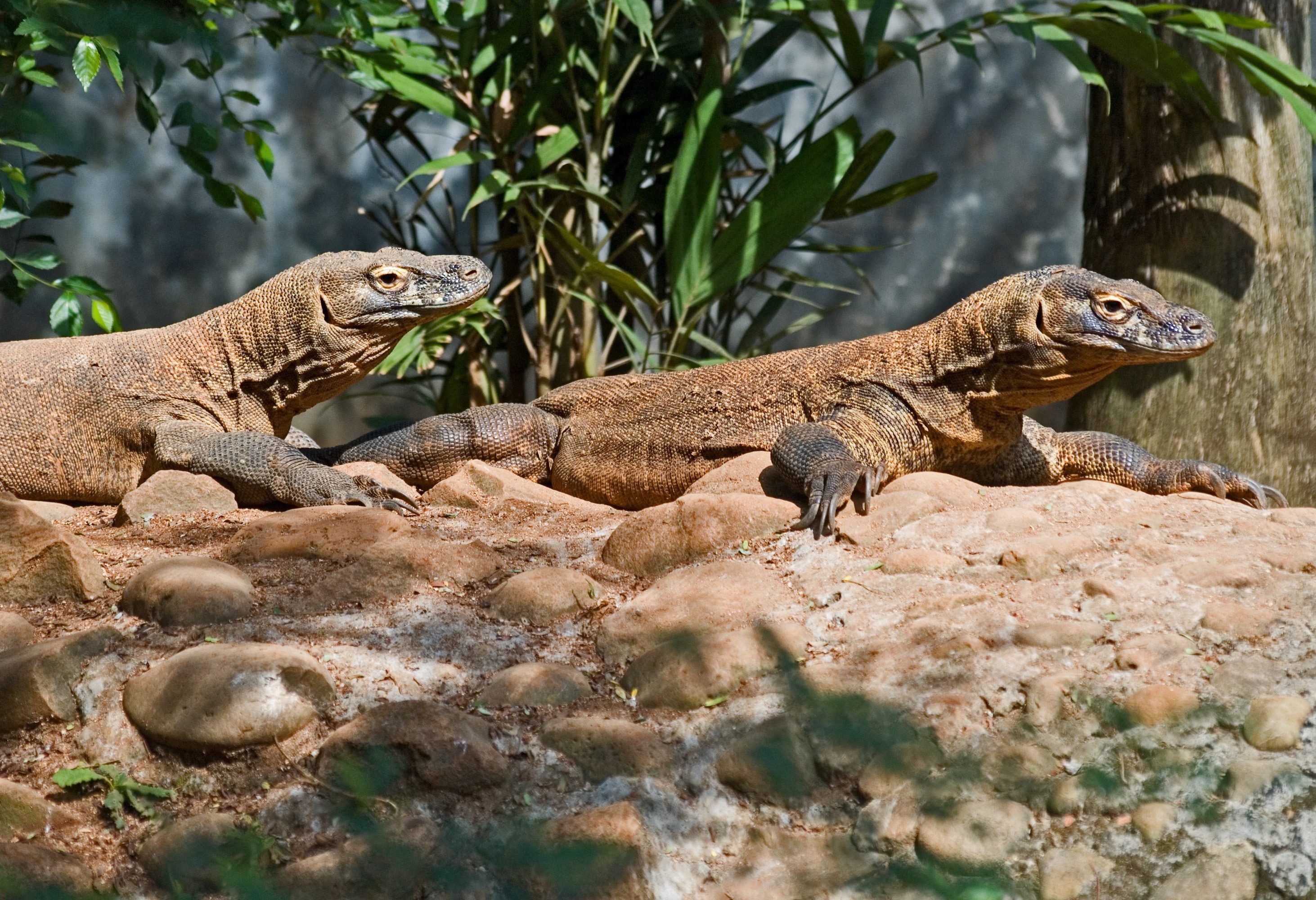 Komodo varanen in Komodo National Park in Indonesie