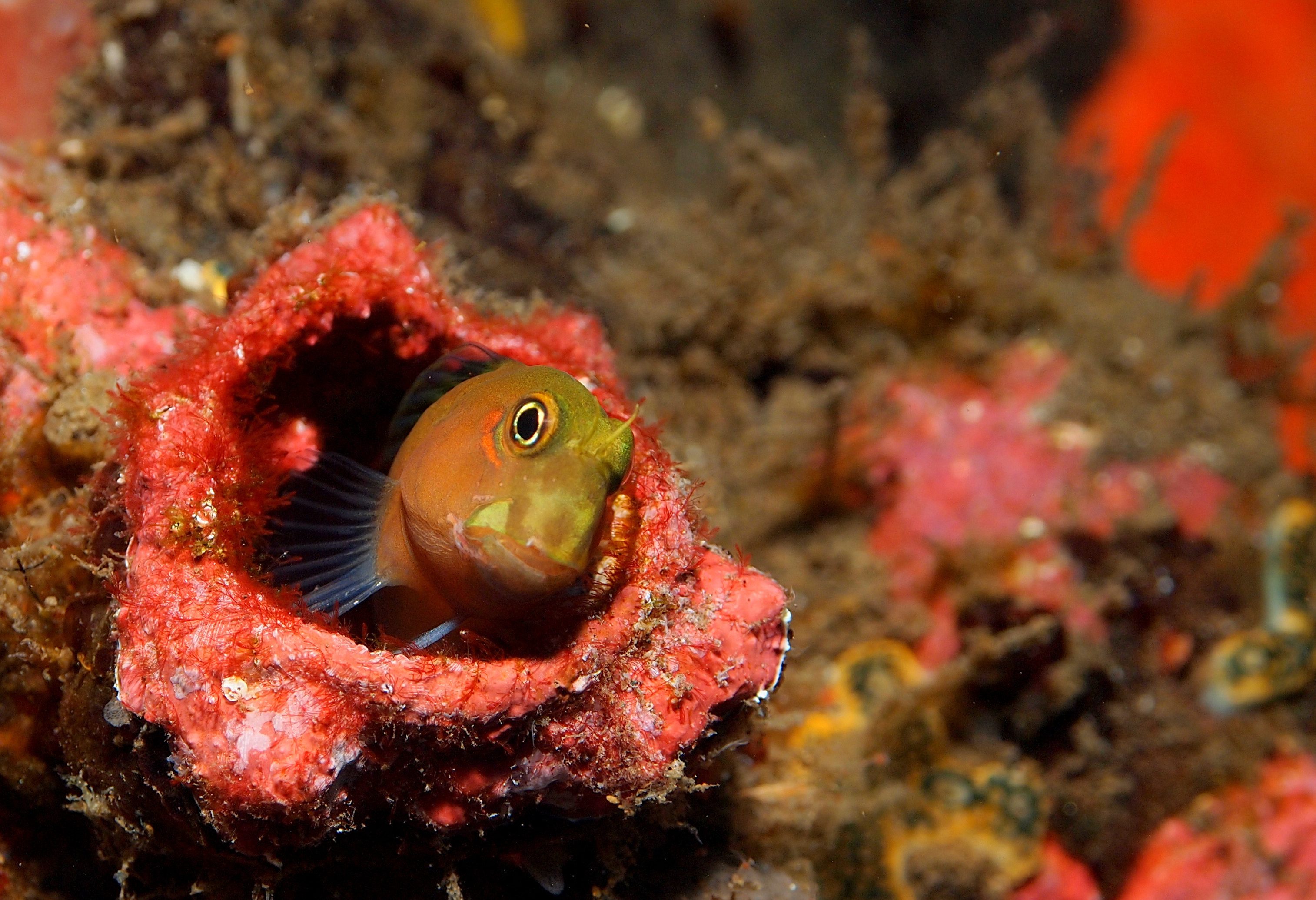 Onderwaterwereld in het Komodo National Park in Indonesie