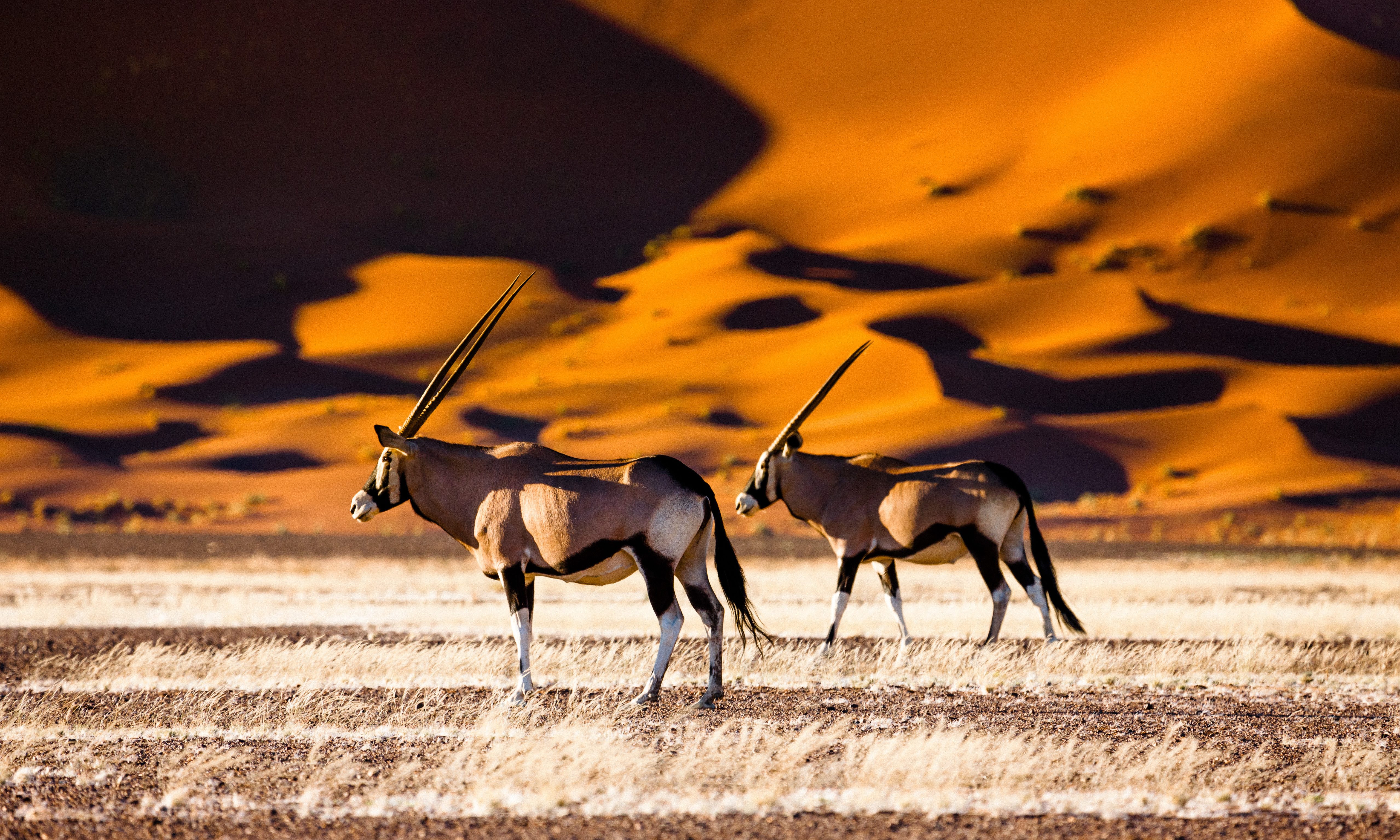 Namib Naukluft Desert Sossusvlei Namibië