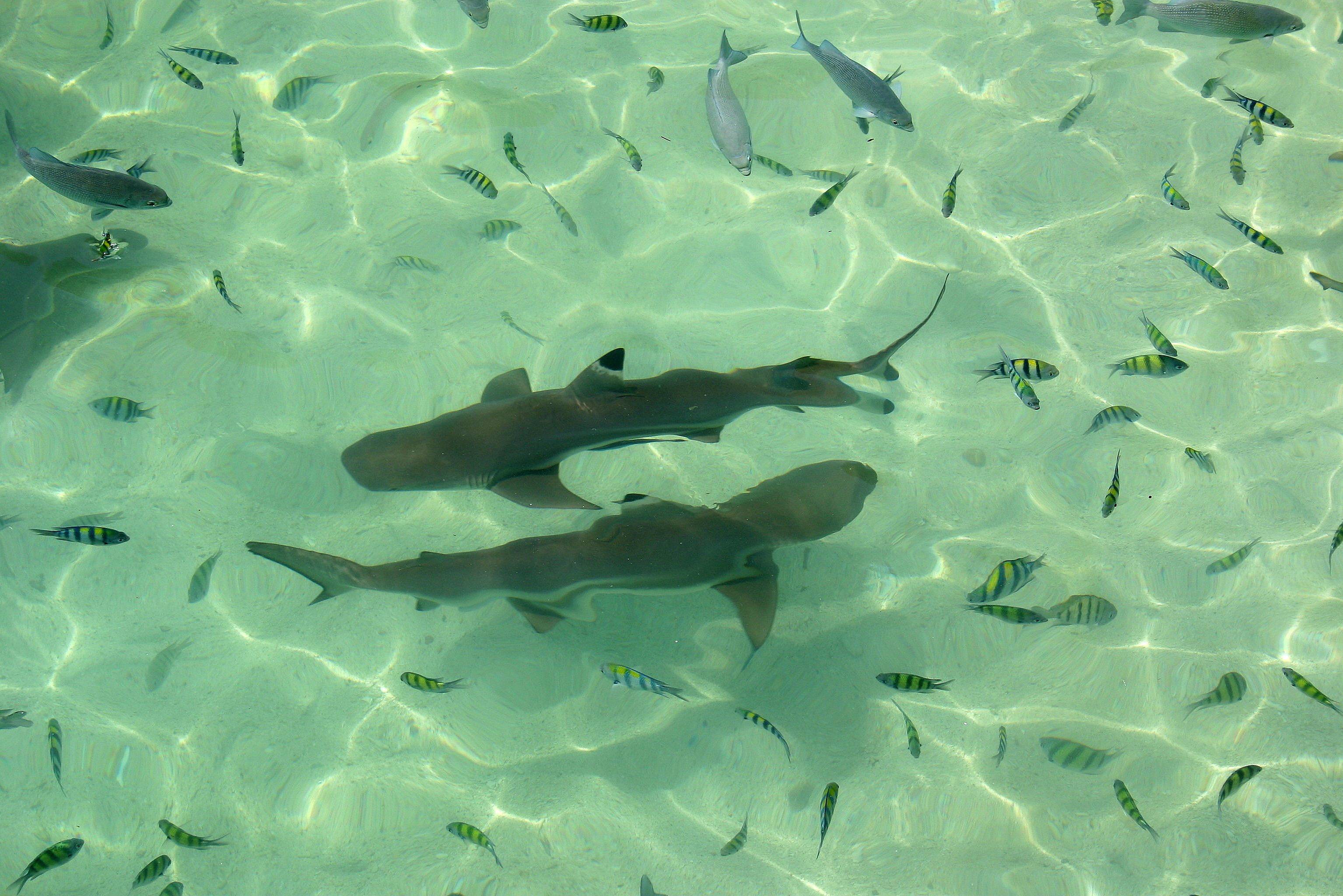 Pulau Payar bij Langkawi in Maleisië