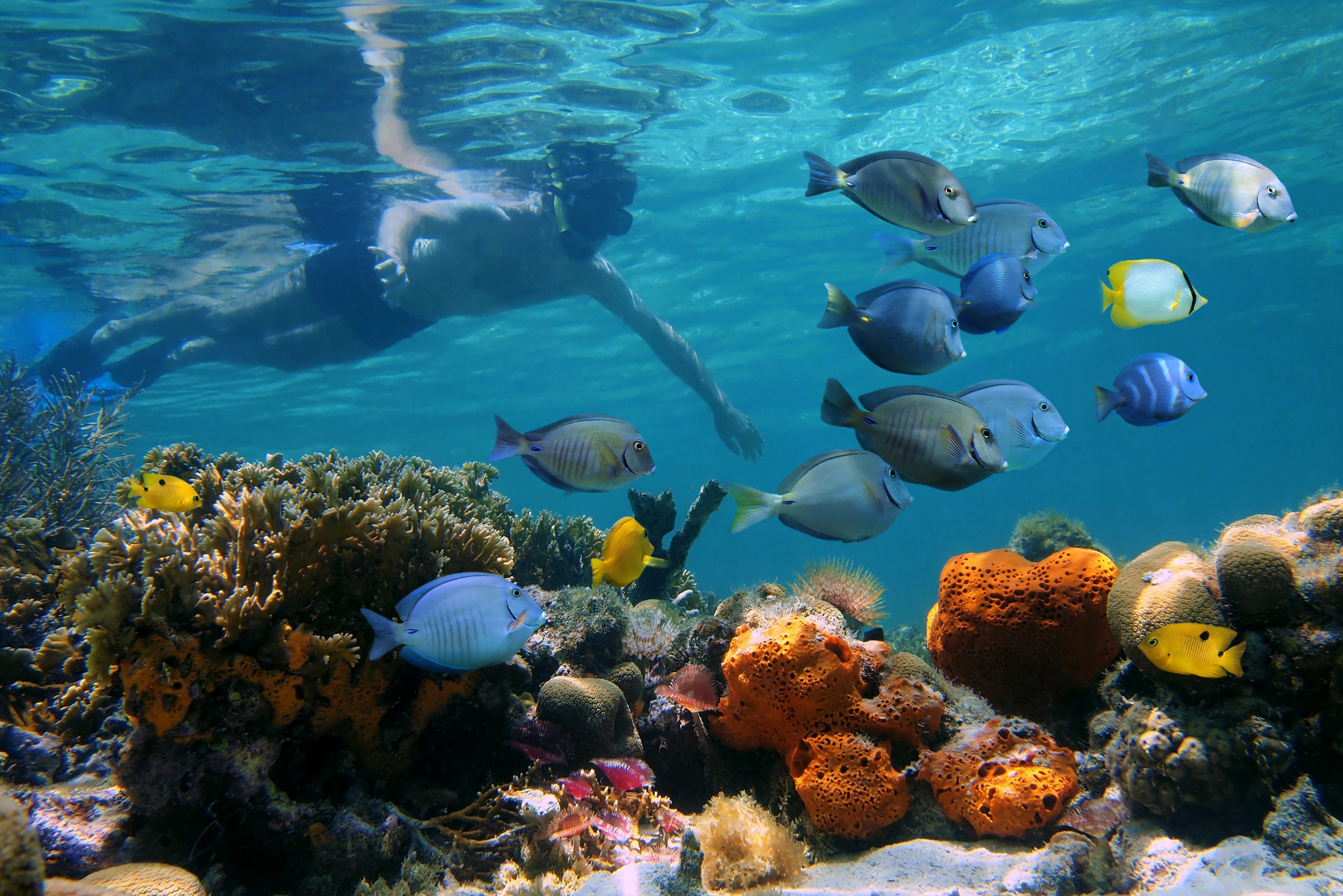 Snorkelen bij Pulau Payar in Maleisië