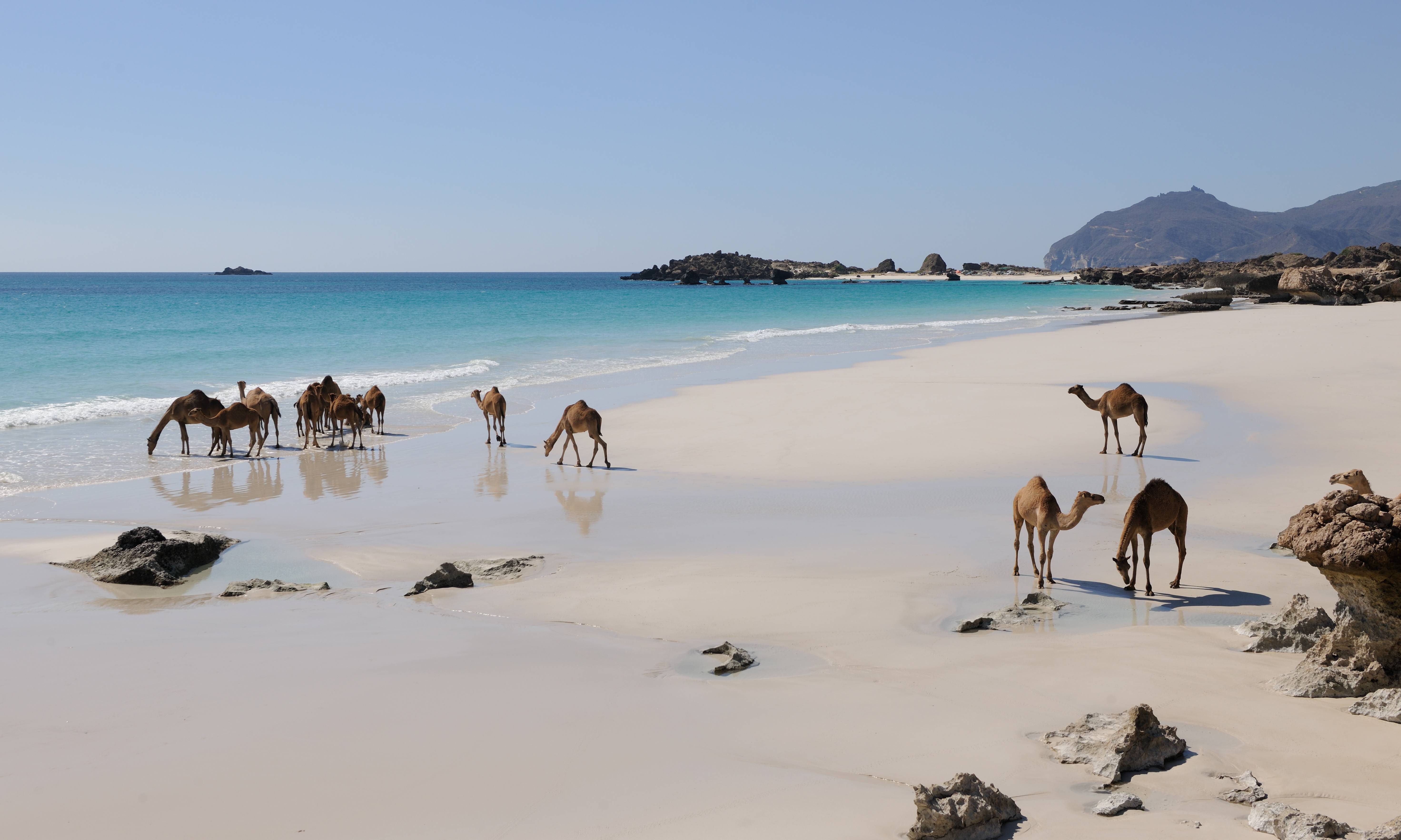 Salalah Strand met kamelen Oman