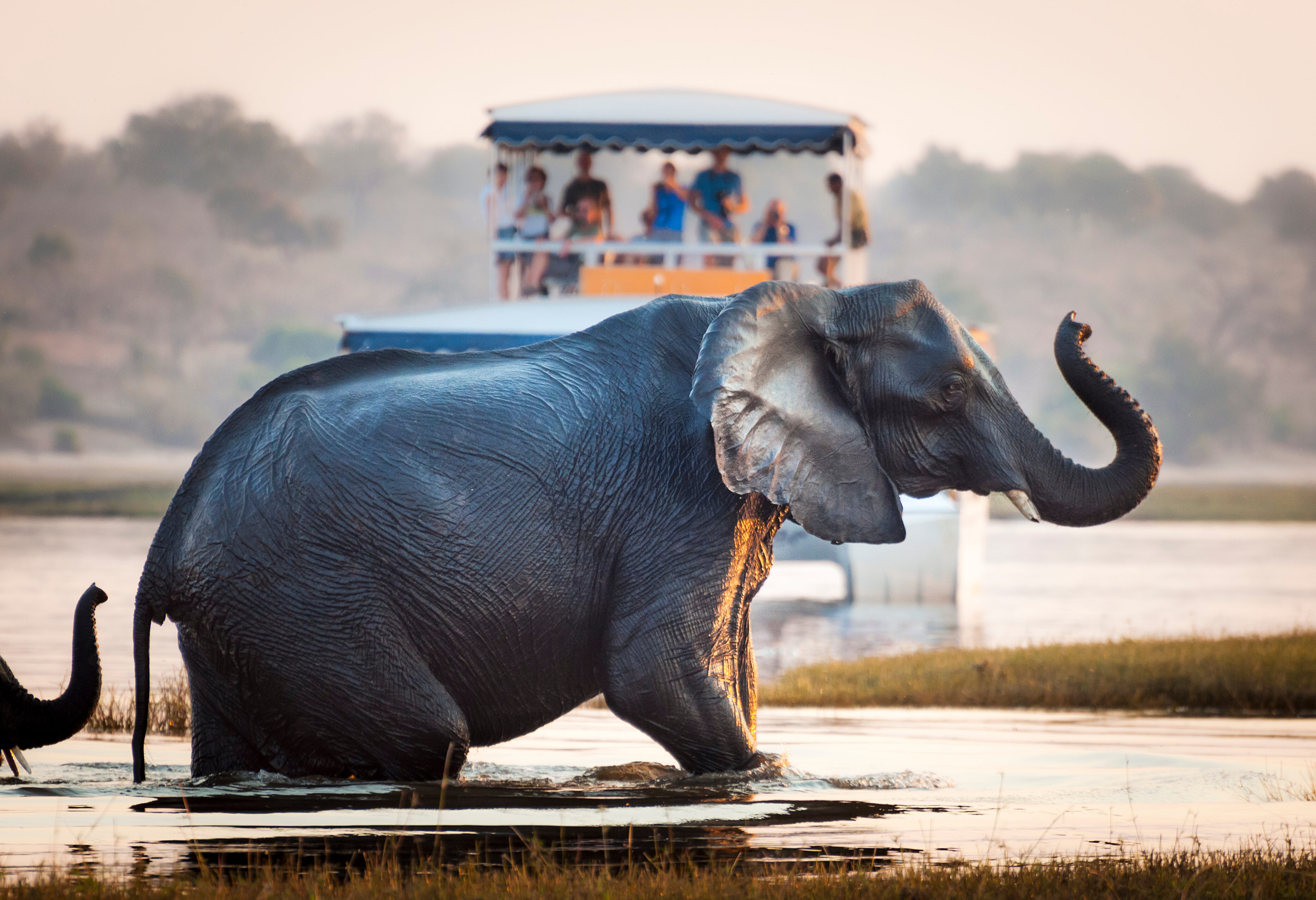 Botswana Chobe Rivier Safari Olifant