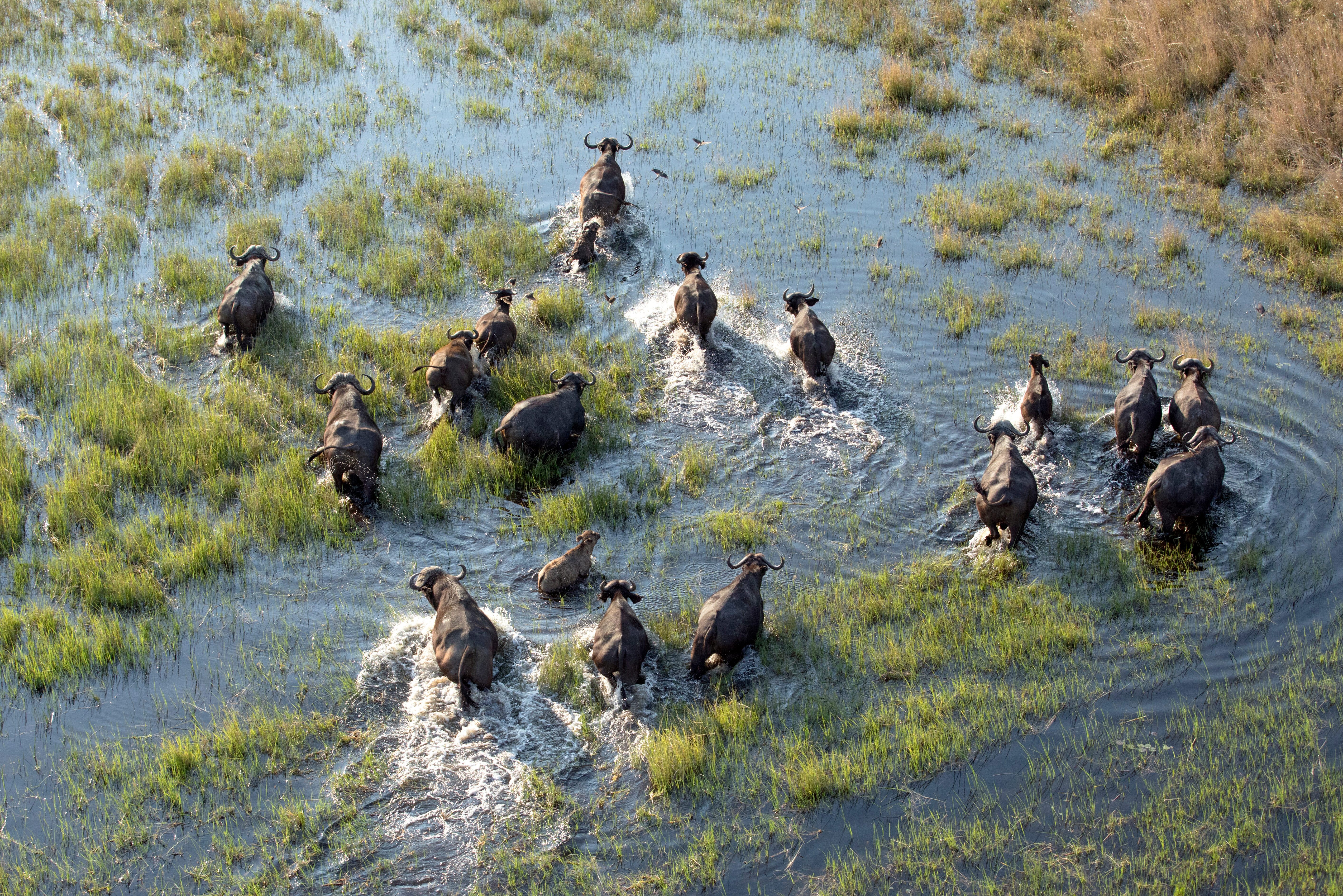 Botswana Okavango Delta Buffels