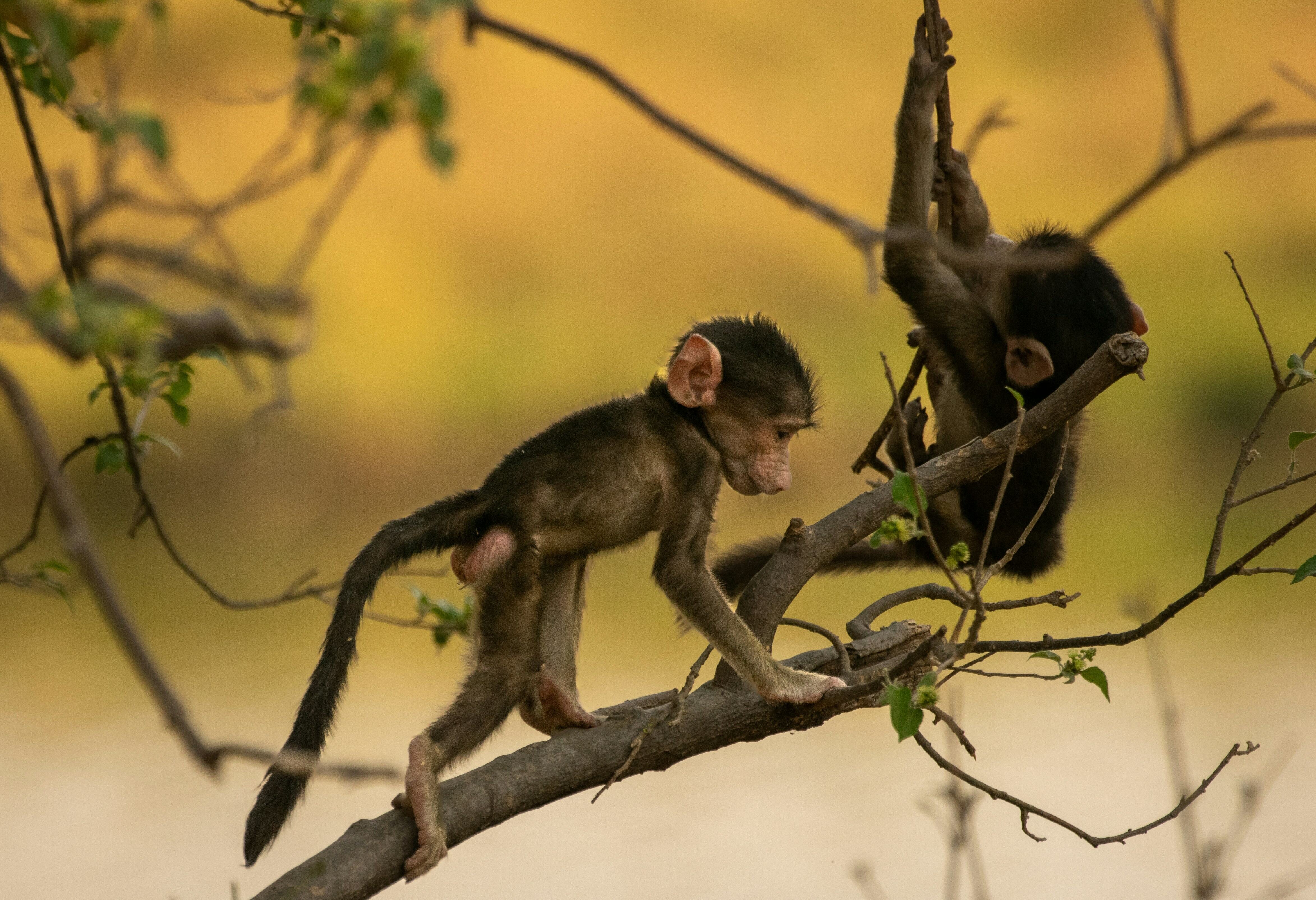 Botswana Chobe National Park Apen