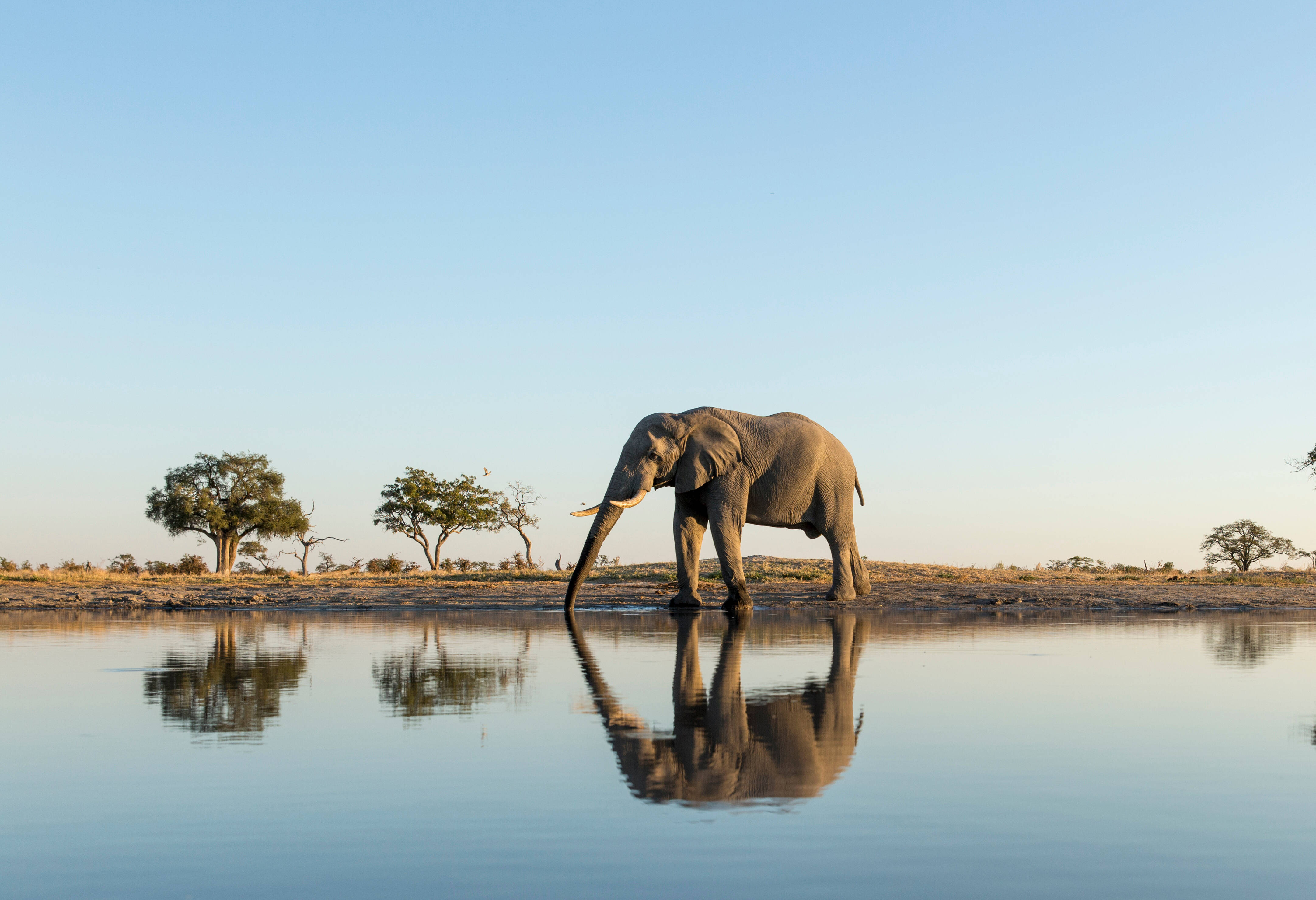 Botswana Chobe Olifant