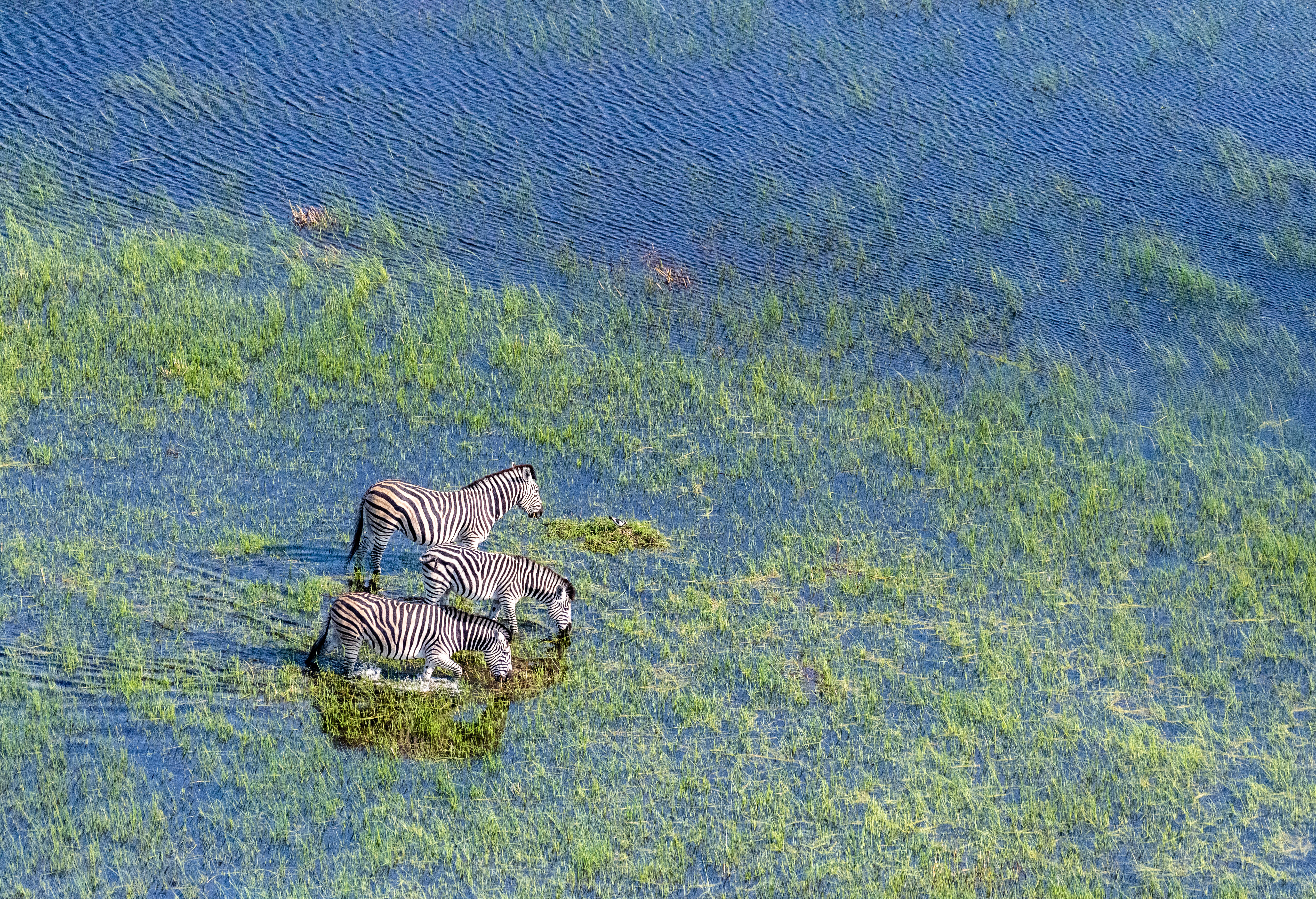 Botswana Okavango Zebra's
