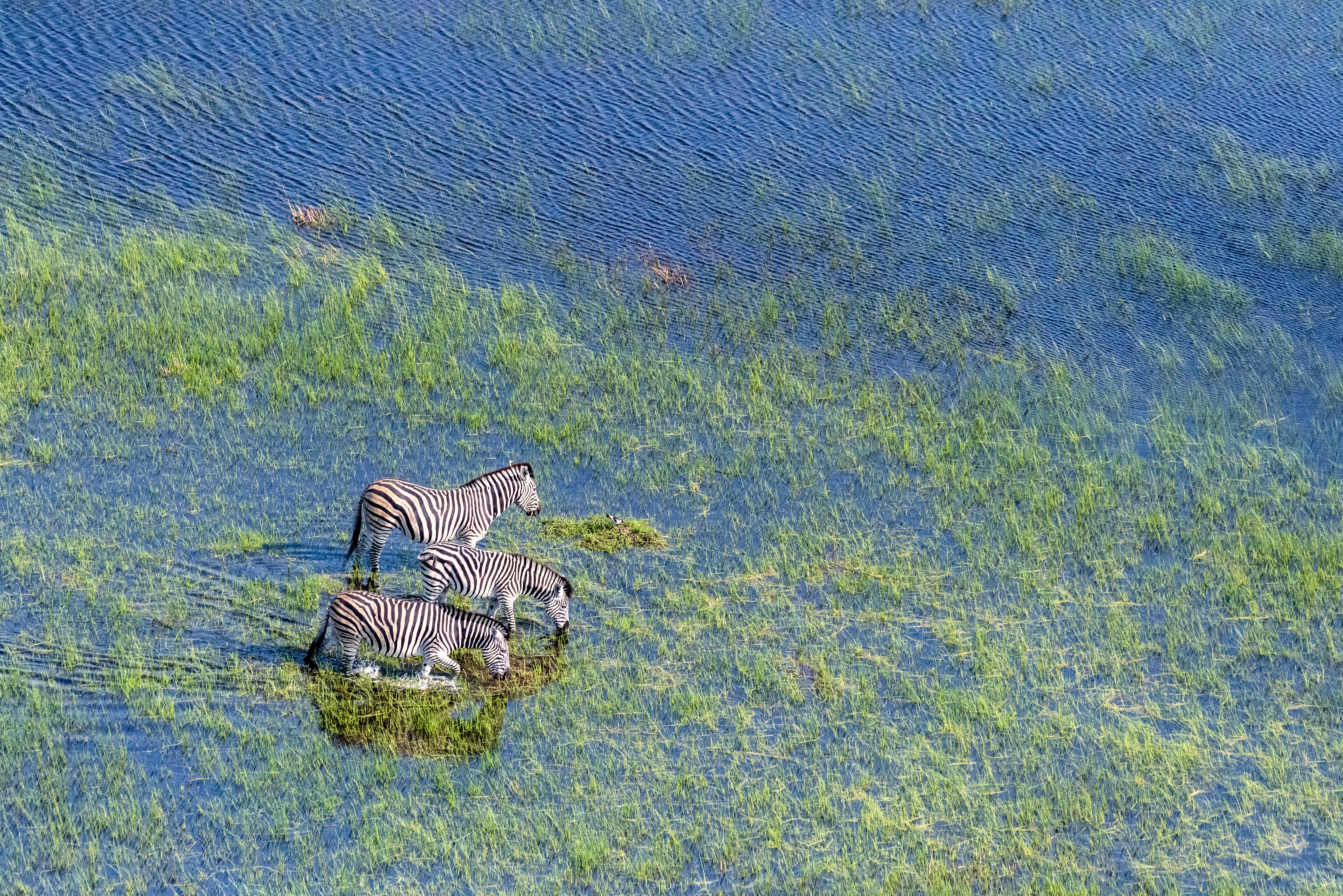 Botswana Okavango Zebra