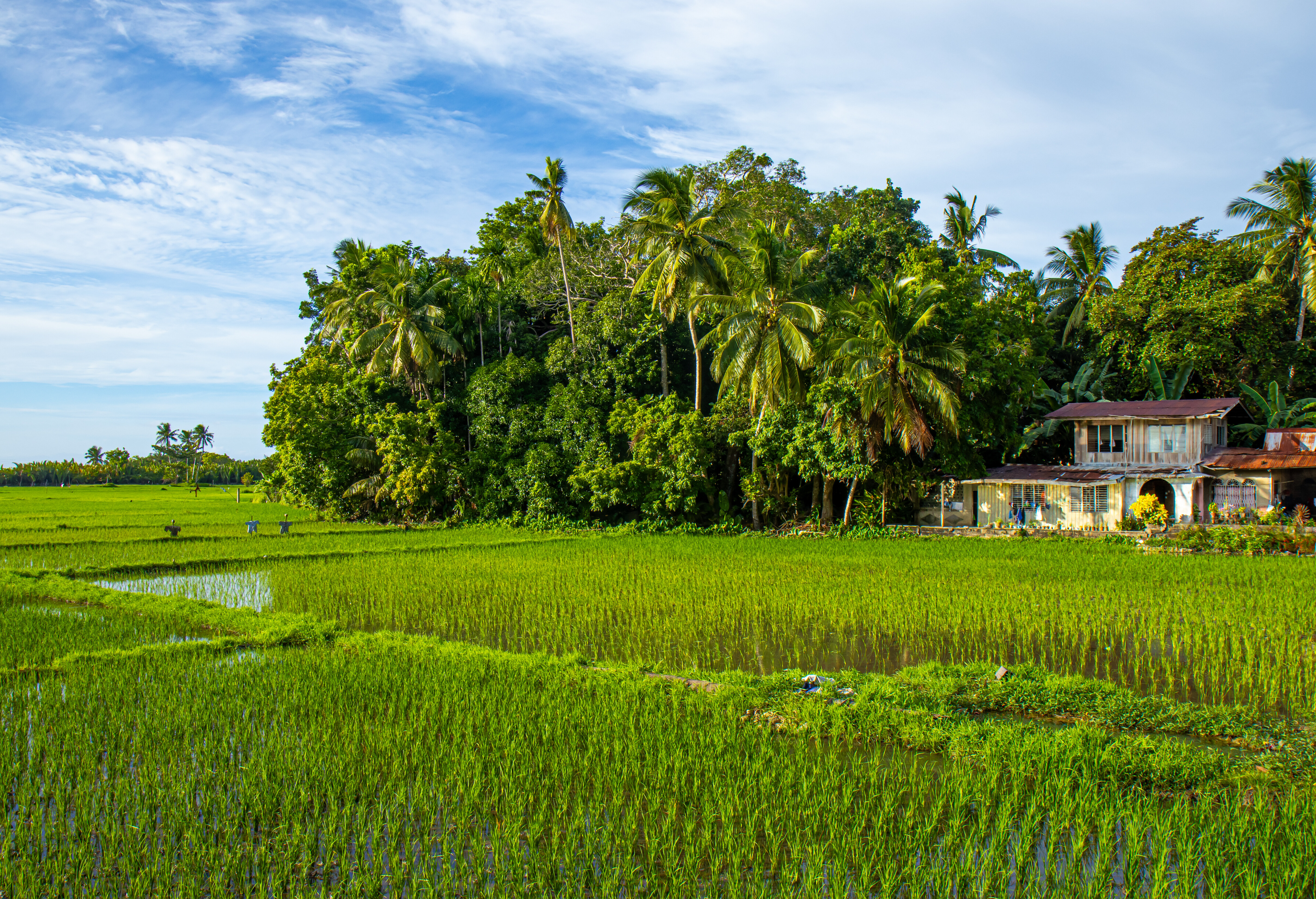 Rijstvelden op Siquijor