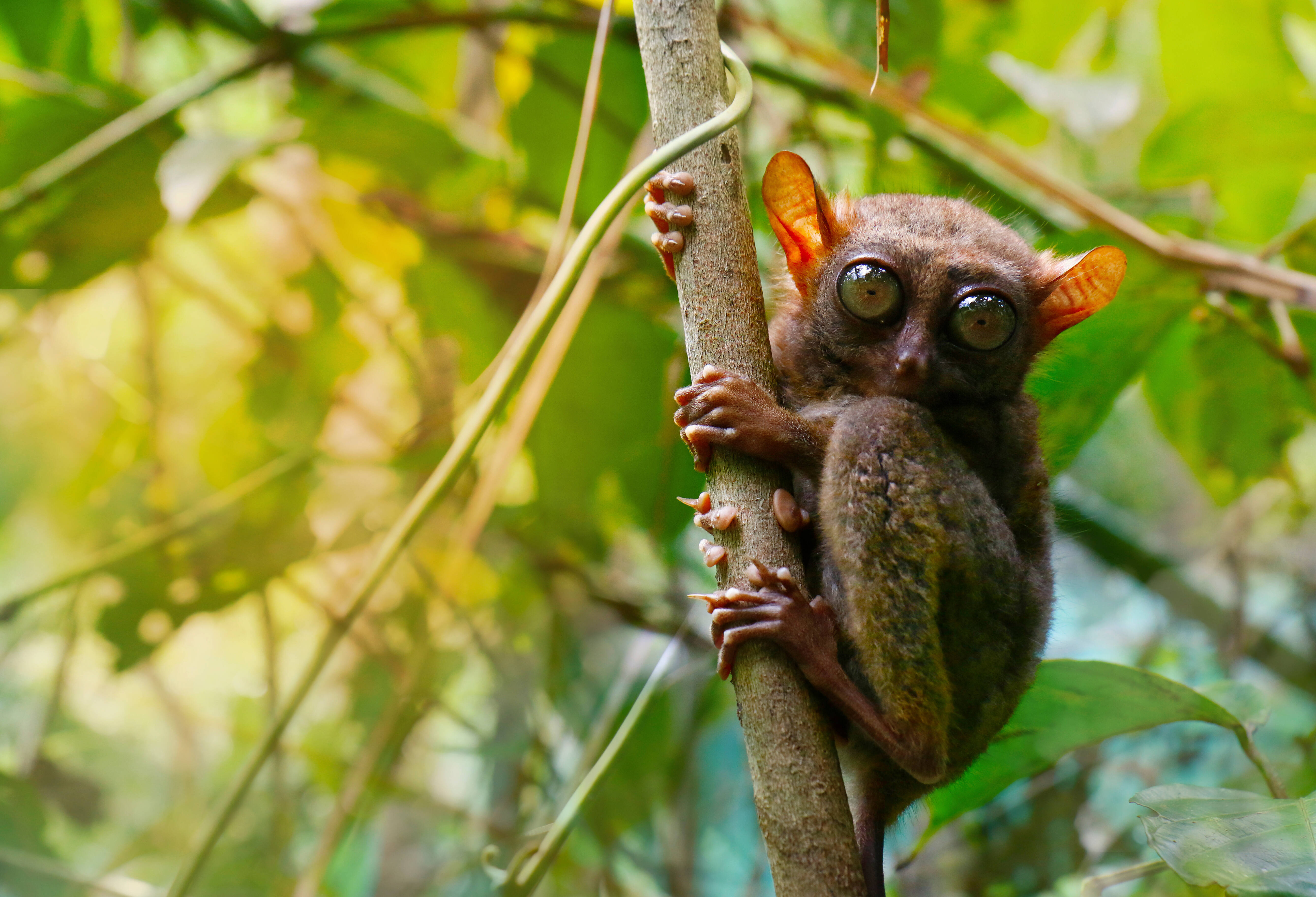 Tarsier reservaat op Bohol Filipijnen