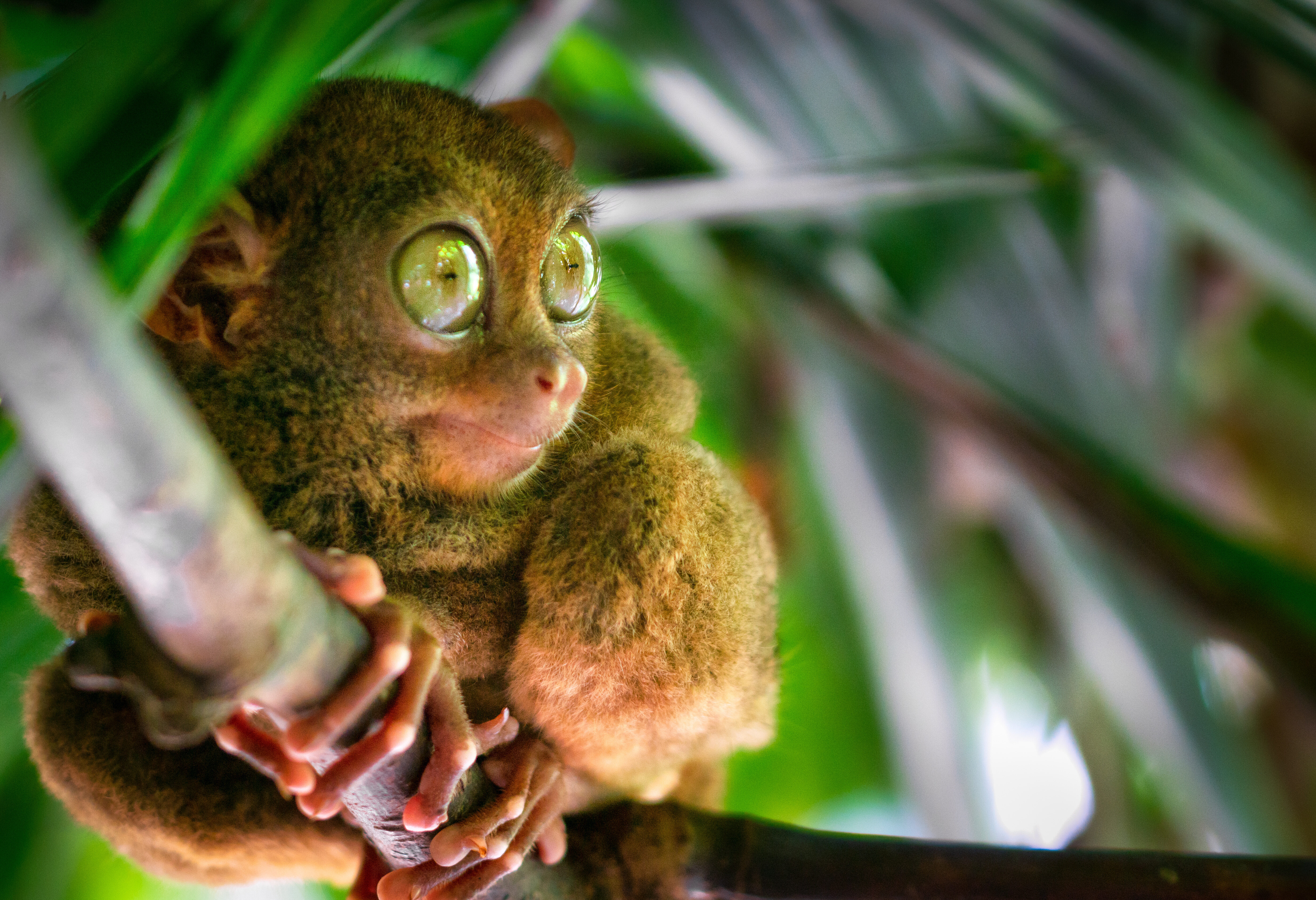 Tarsier op Bohol