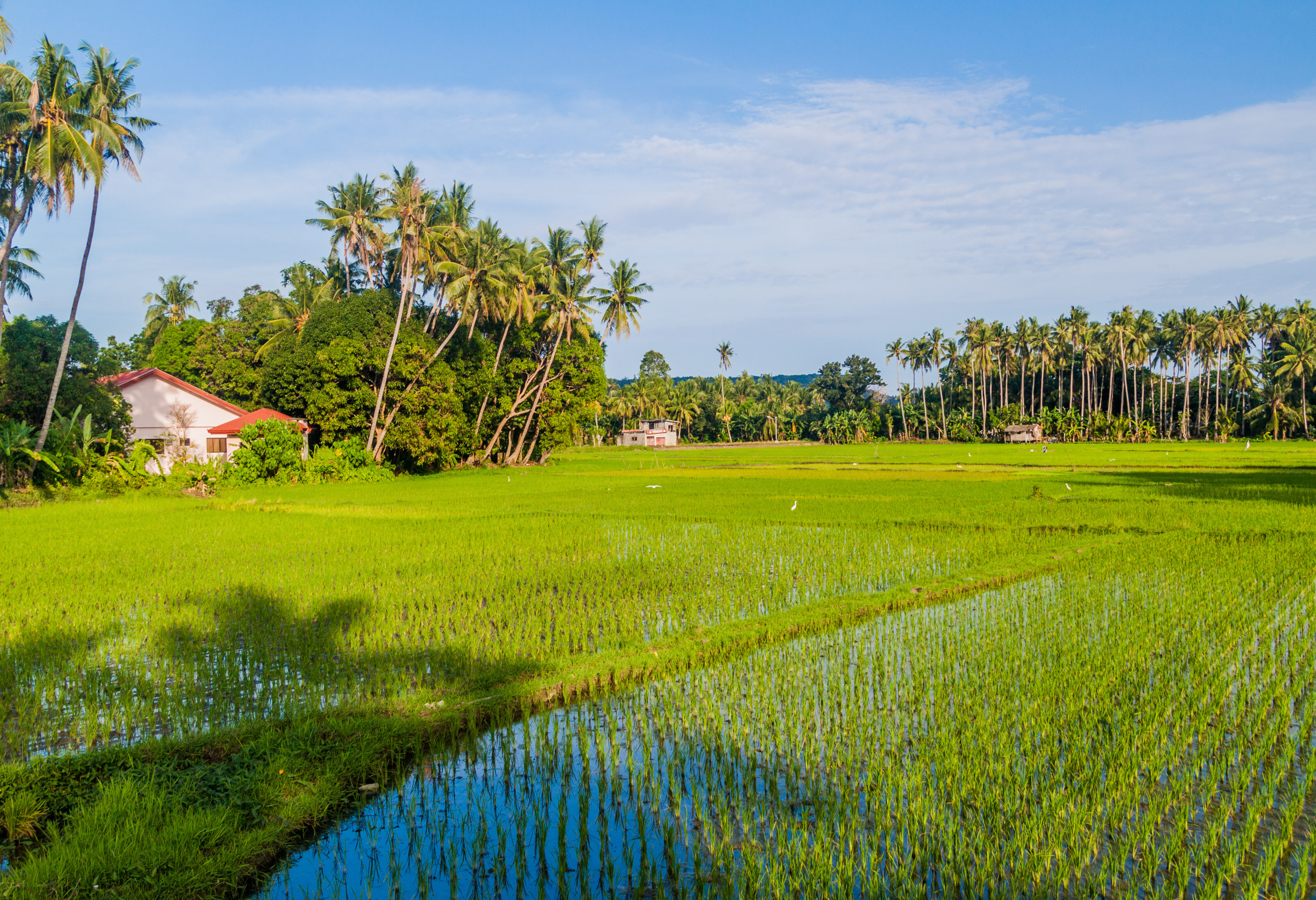 Rijstvelden op Siquijor
