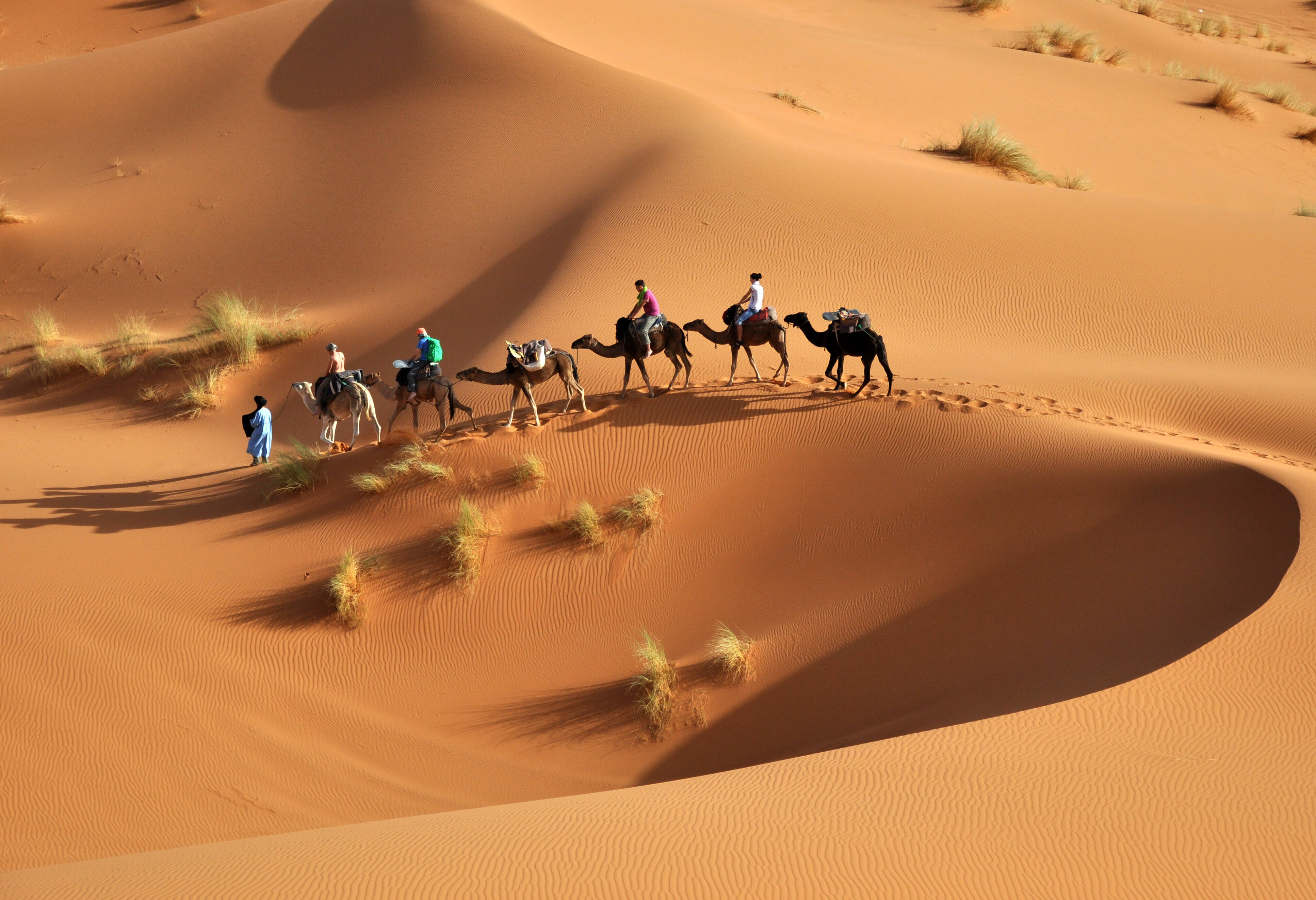 Kamelen op weg naar kamp in woestijn, bij Merzouga, Marokko