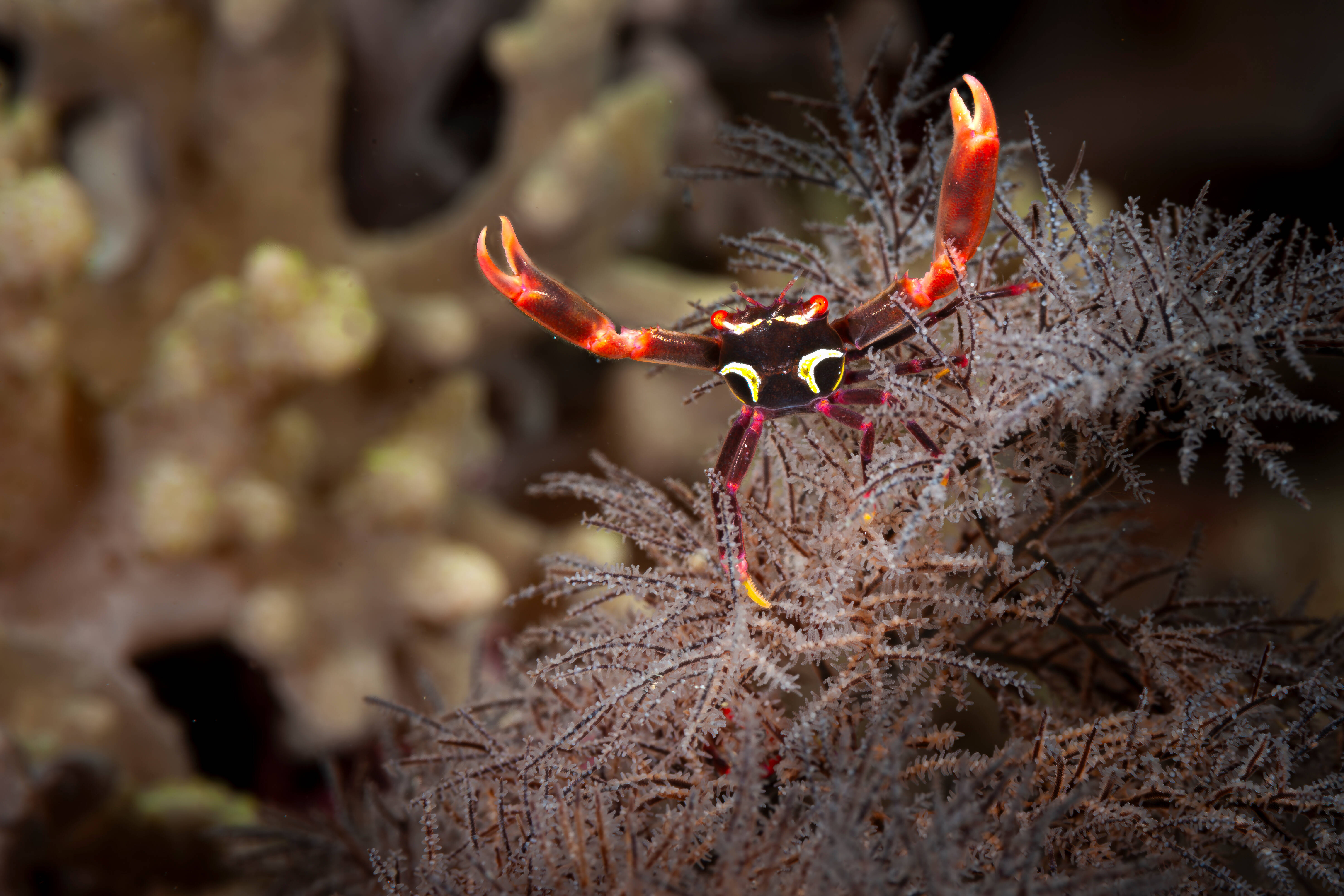 Koraalkrab in de Filipijnen